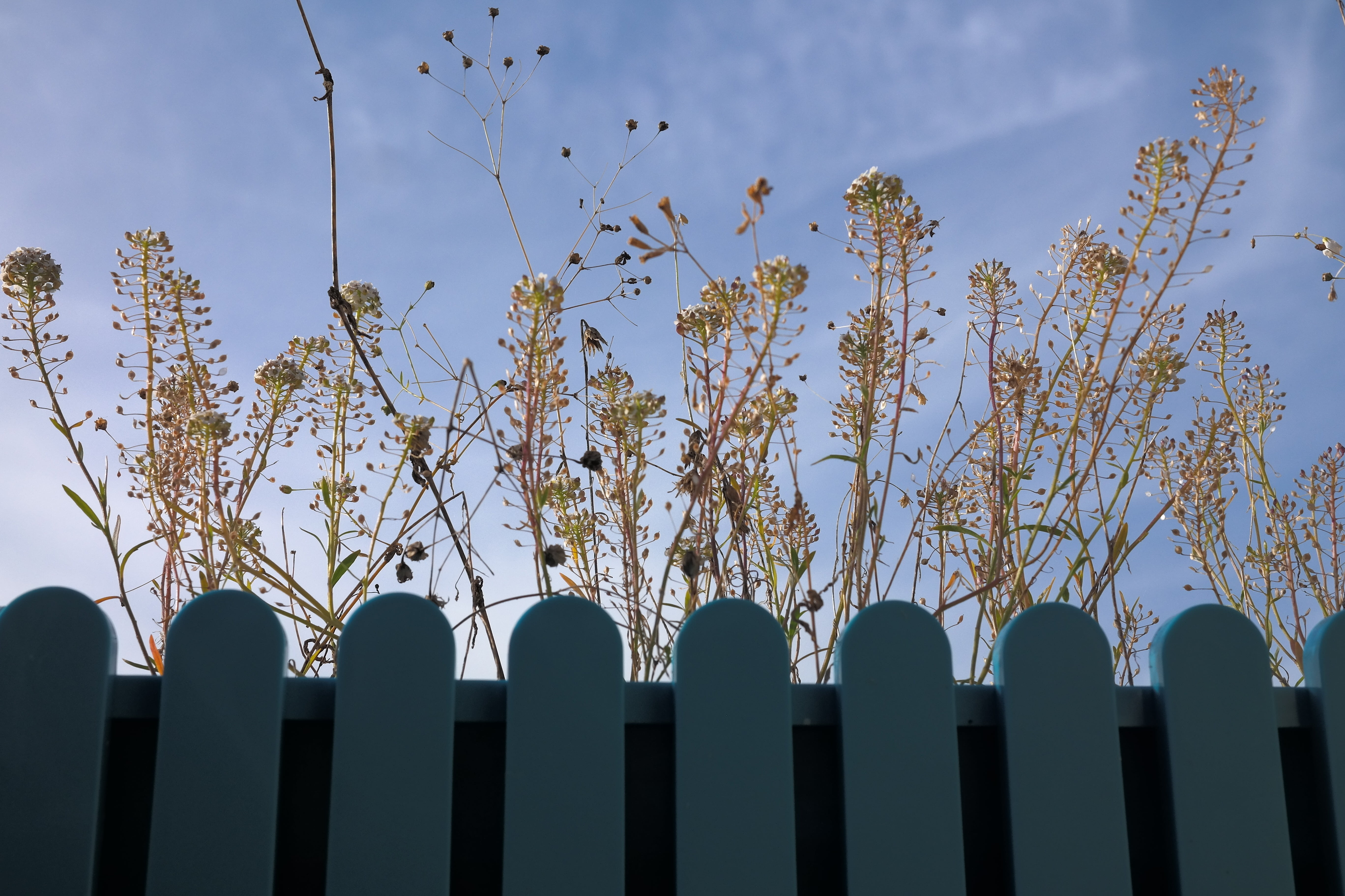 saecklichrut, day, butterflies, religion, no people, arch, umbel, shepherds purse herb, loeffeli, low angle view, architecture, seed plants, cloud - sky, HD Wallpaper