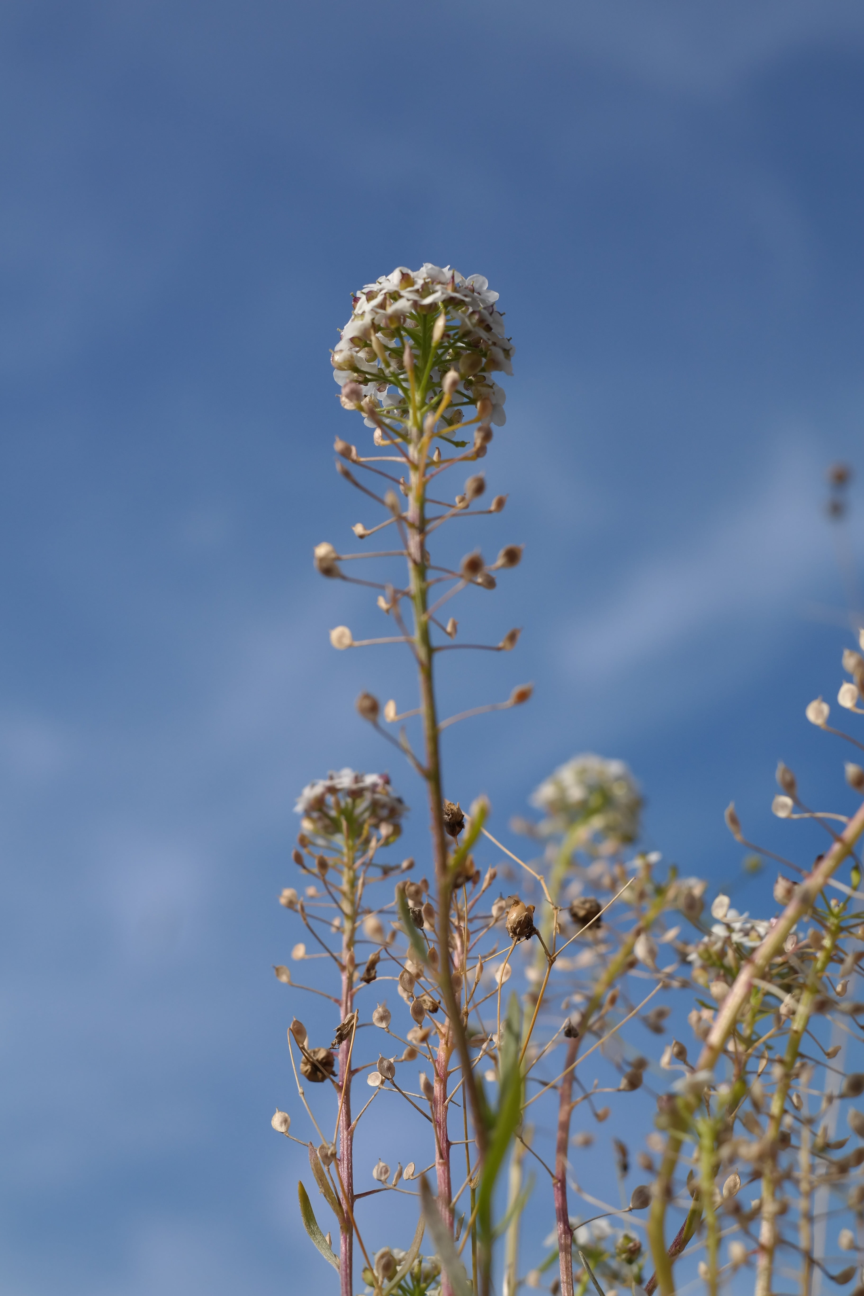 seeds, selective focus, day, white color, heart herb, saecklichrut, fragility, shepherds purse, bees, freshness, schneider bag, capsella bursa pastoris, Phone HD Wallpaper