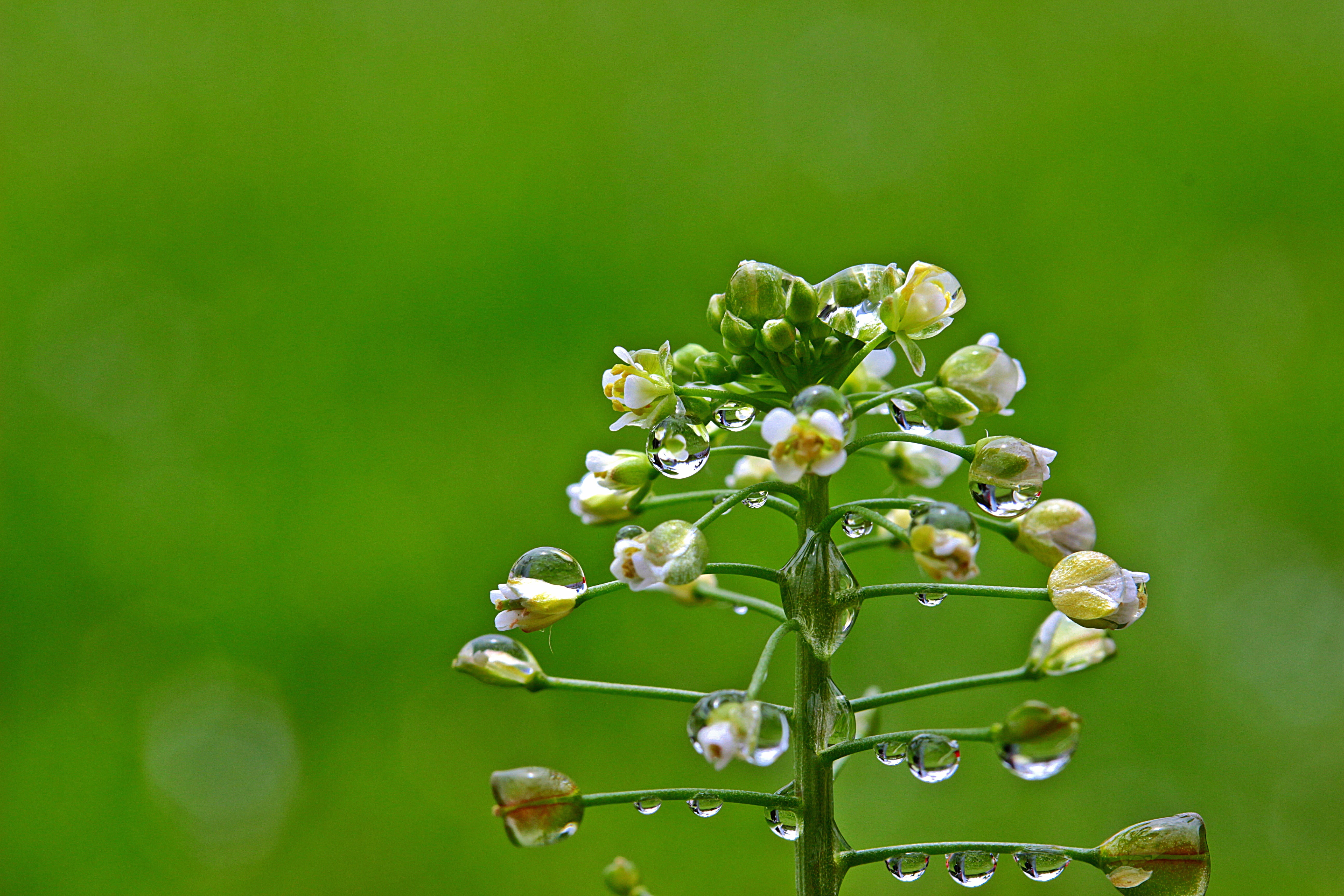 close-up, outdoors, plant, drop of water, nature, growth, plant part, wet, flowering plant, flower, vulnerability, raindrop, colored background, 5K, no people, HD Wallpaper