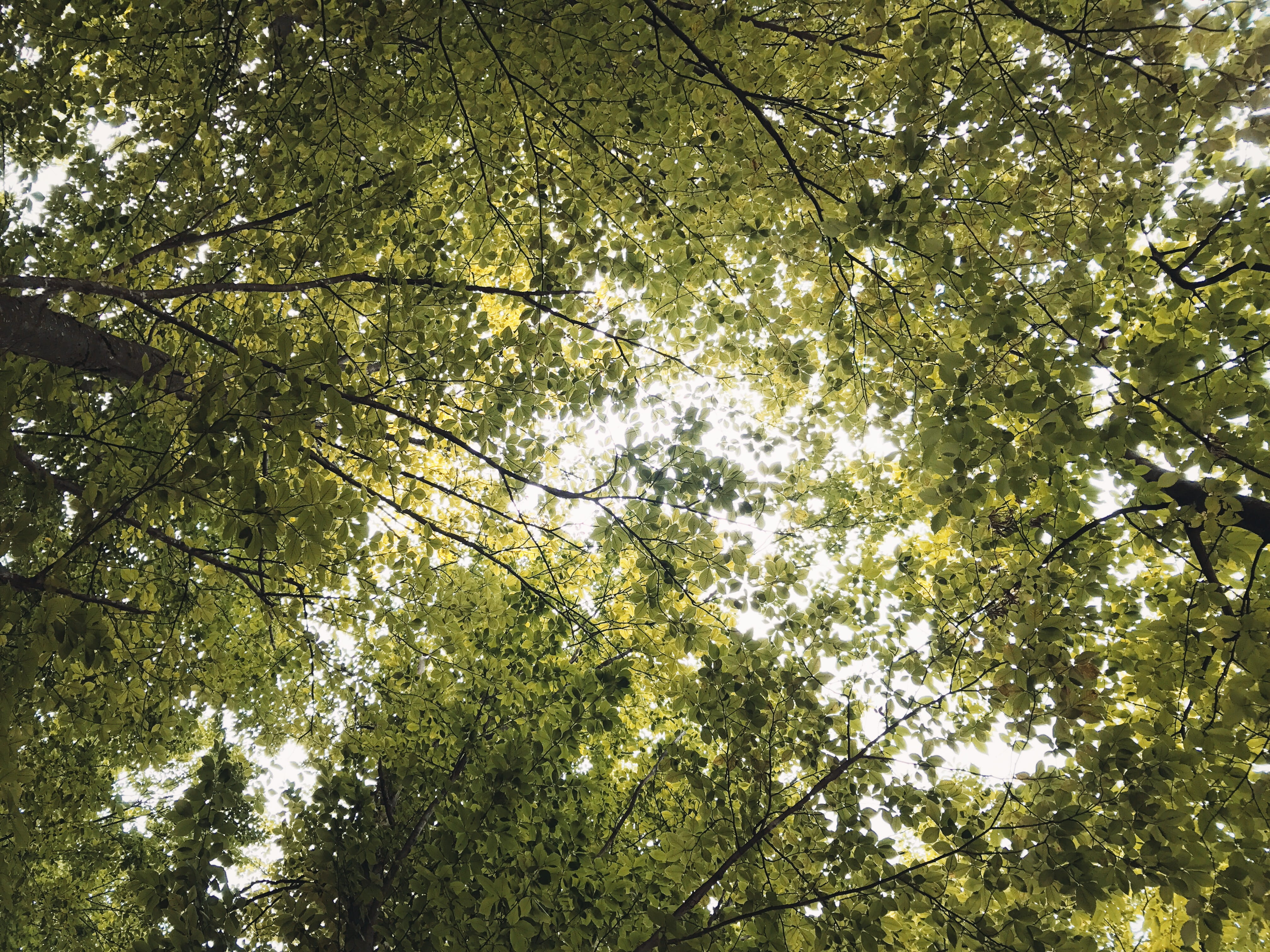 green, sky, land, sun, nature, light, iphone, iphone7, phone, branch, beauty in nature, outdoors, growth, low angle view, leaves, sunny, bamboo - plant, HD Wallpaper
