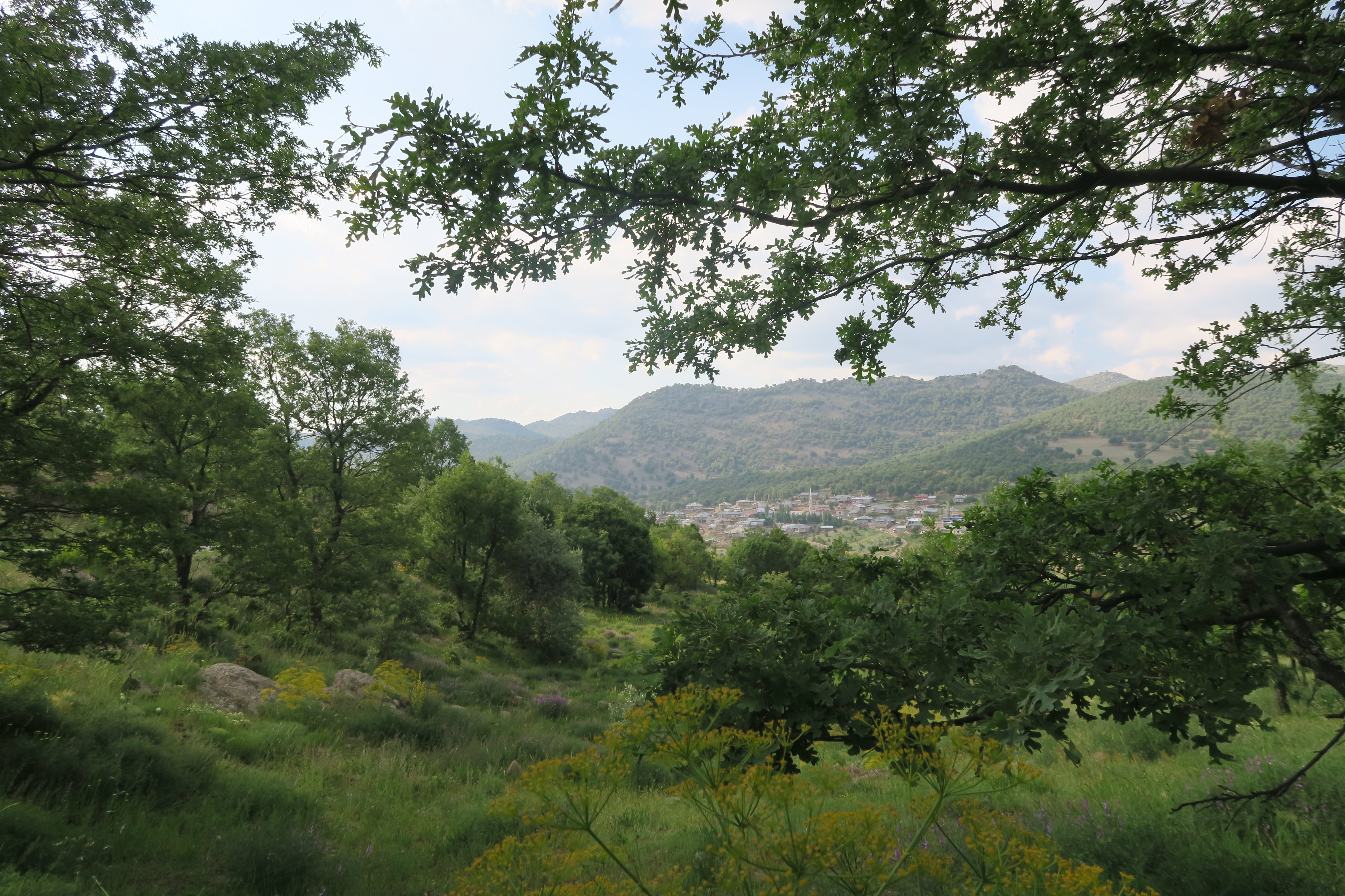 plant, growth, sky, seydisehir, mesudiye, scenics - nature, outdoors, environment, turkey, tree, 5K, landscape, spring, green color, no people, idyllic, HD Wallpaper