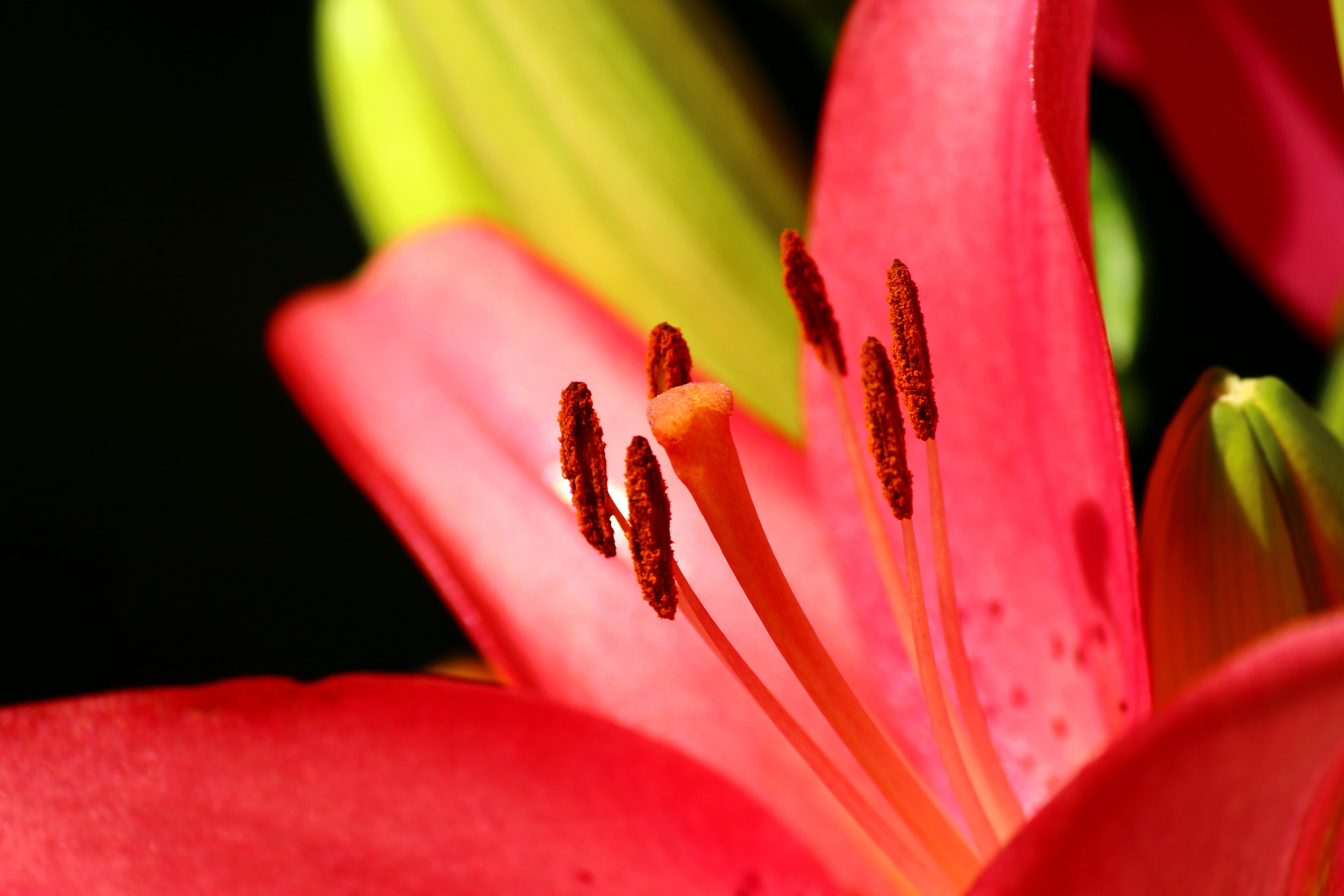 close-up, springtime, Konya, stamen, petal, fragility, vulnerability, flowering plant, growth, gardening, pollen, 5K, selective focus, human body part, HD Wallpaper