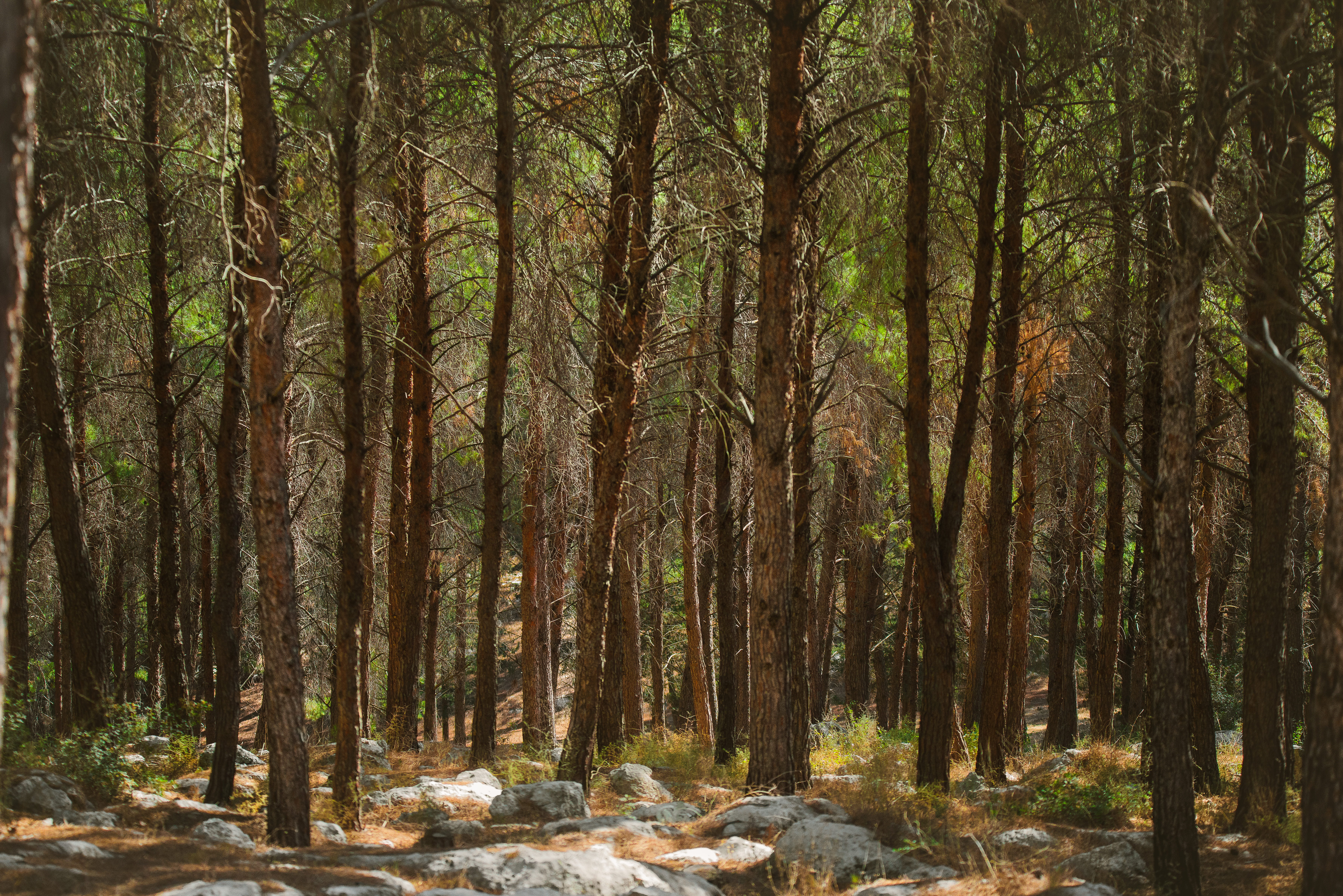 trees, woodland, growth, tree, tranquility, israel, beauty in nature, kiryat ata, bamboo - plant, trunk, 5K, sunlight, tranquil scene, scenics - nature, HD Wallpaper