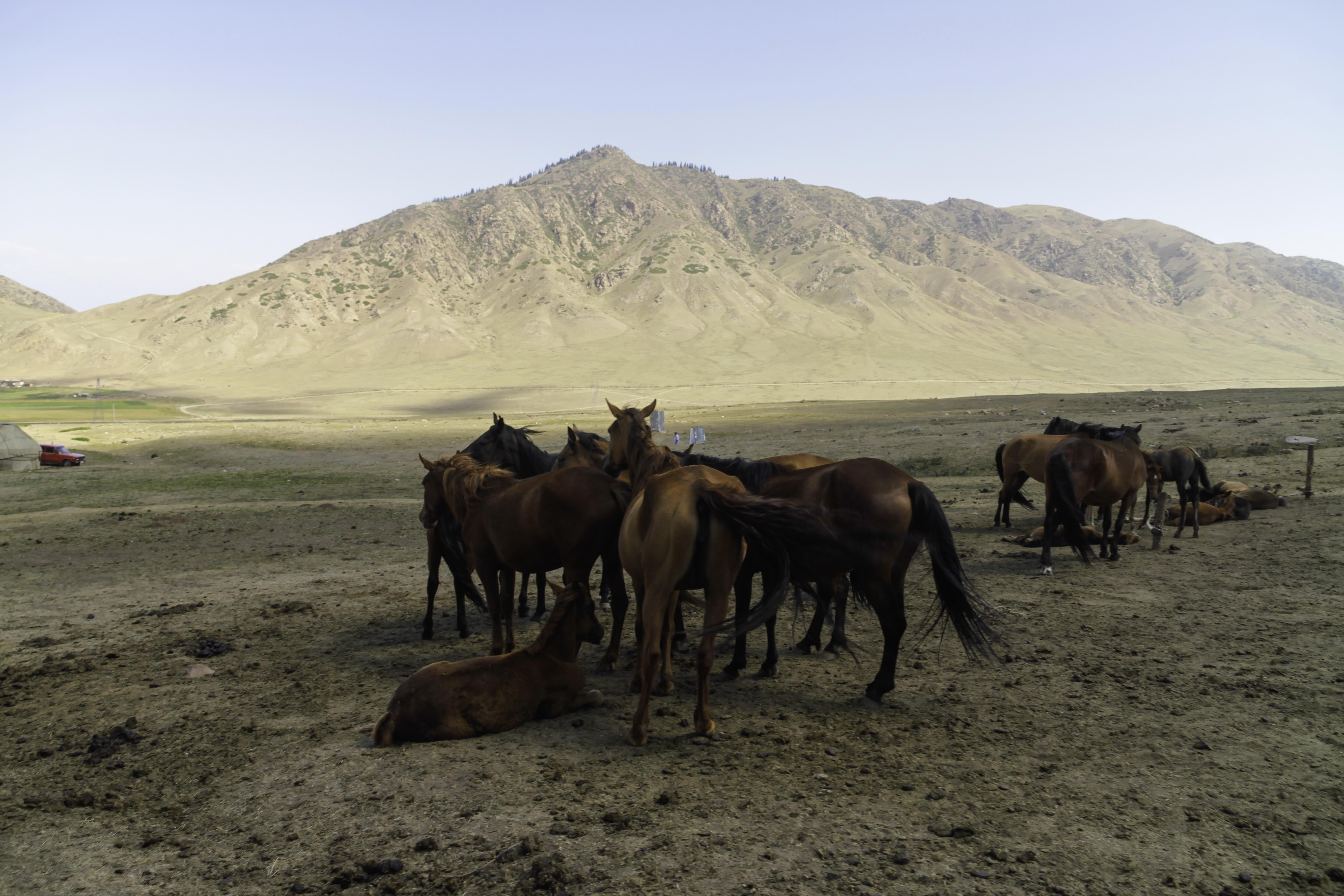 Kyrgyzstan, animal, WORLD, Ata, mountains, wild, kgz, nature, herd, Tian-Shan, hiking, mountaineering, desert, brown, Climbing, horse, landscape, photography, HD Wallpaper