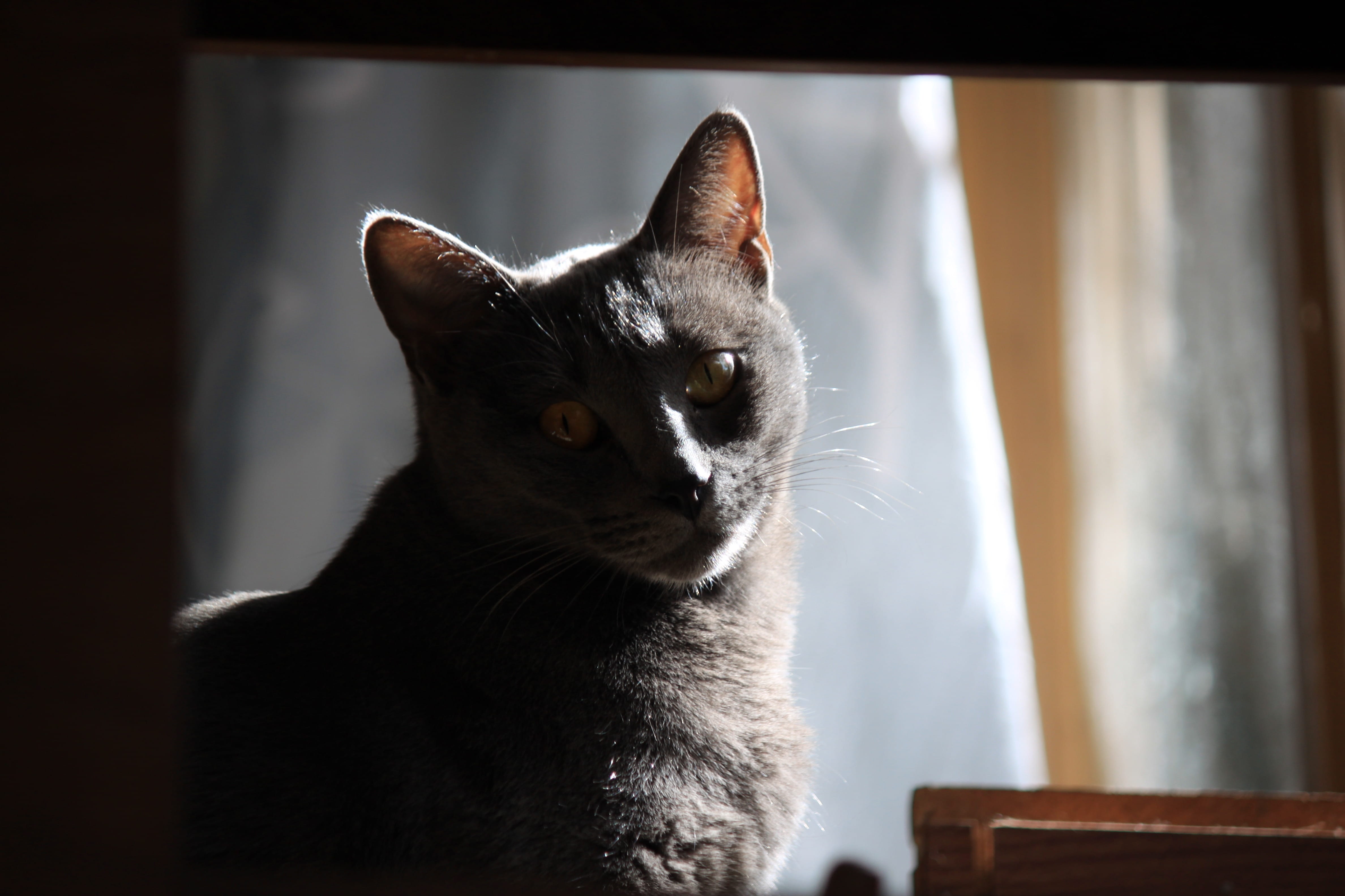 portrait, mammal, looking, domestic cat, one animal, animal themes, domestic, animal body part, grey, animal head, near, gray, Pet, furred, whisker, focus on foreground, HD Wallpaper