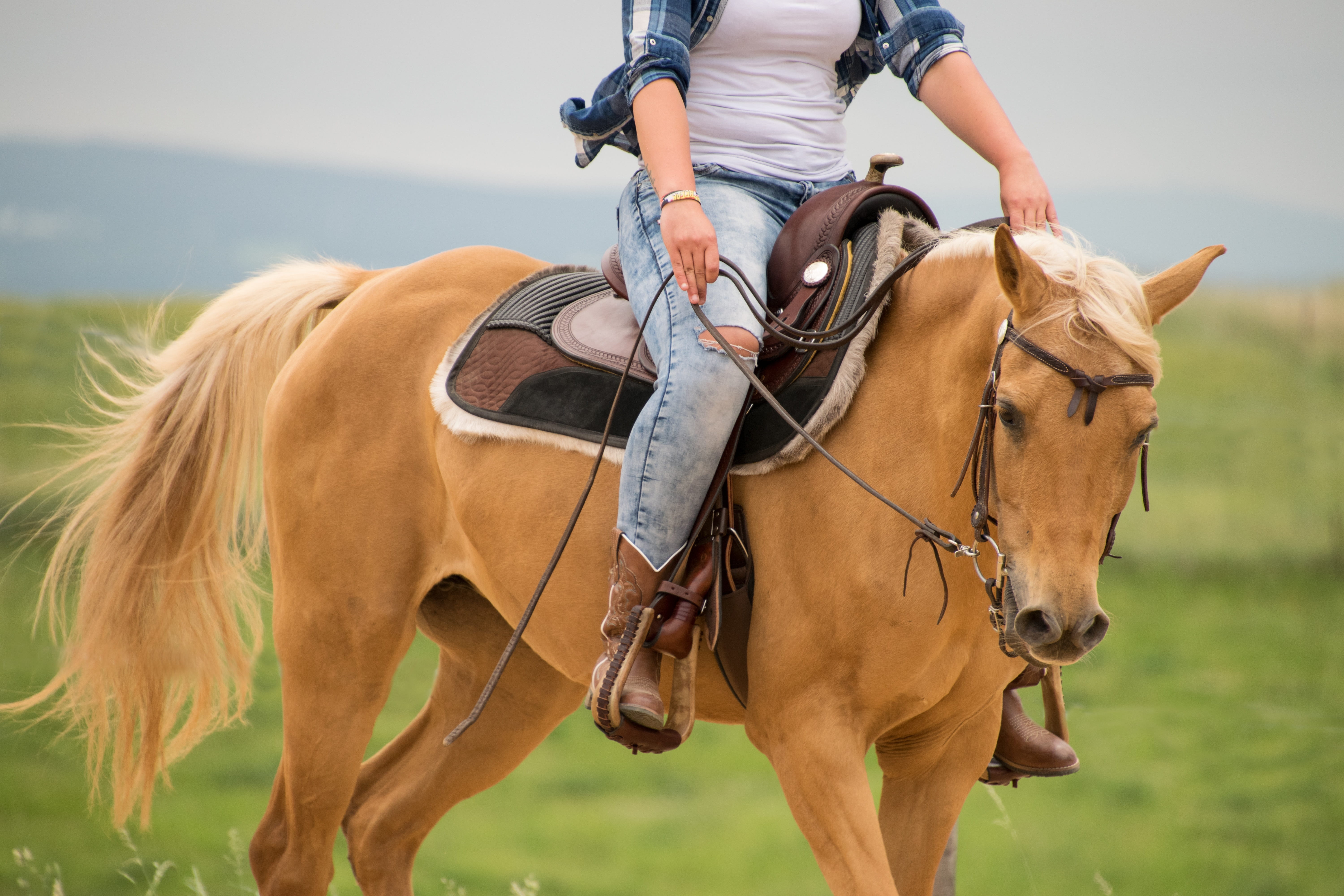 reins, cowgirl, working animal, herbivorous, 5K, animal, western, livestock, nature, real people, palomino, animal themes, day, domestic, human, bridle, HD Wallpaper