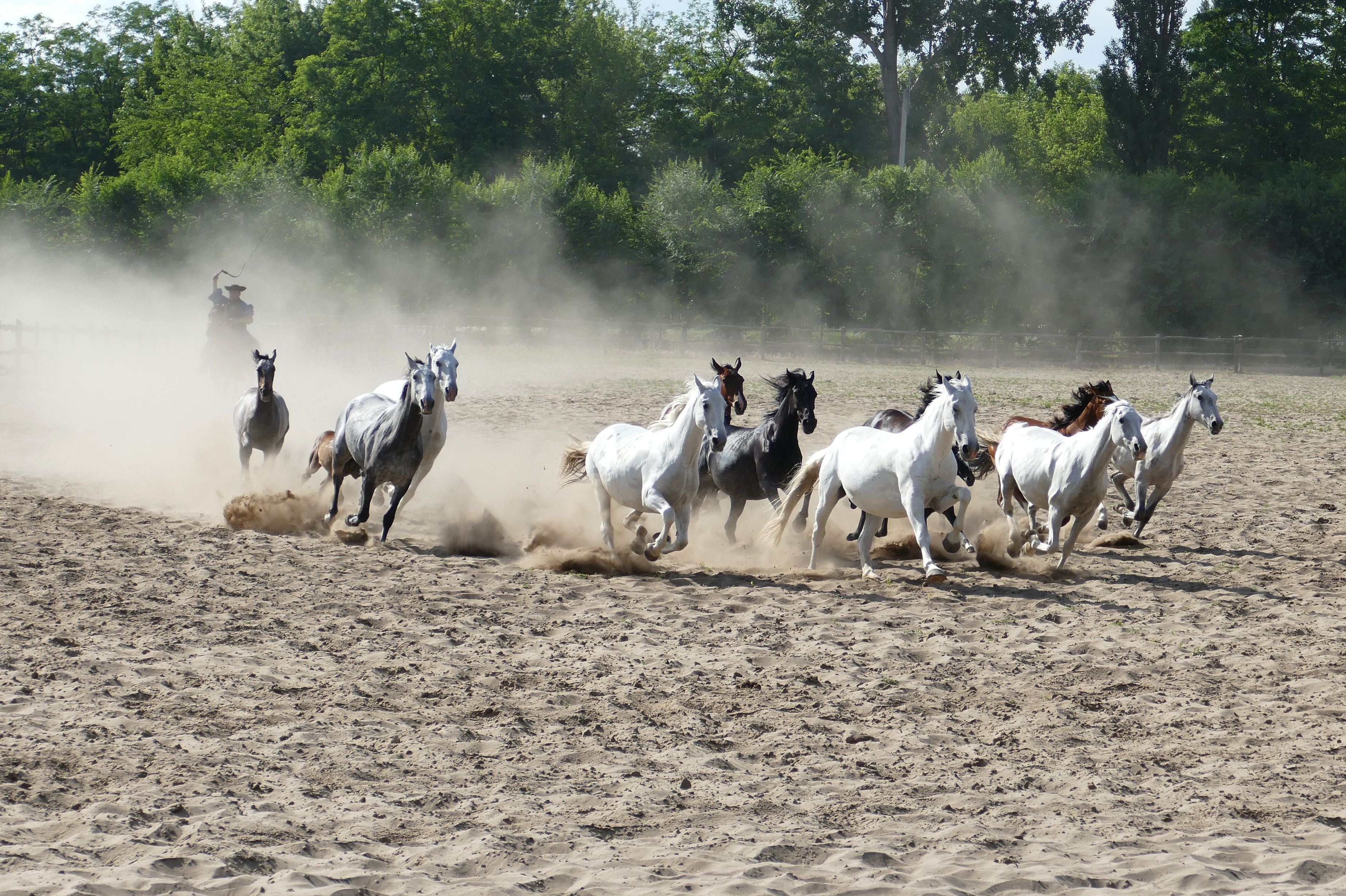 group of people, reiter, 2K, large group of animals, livestock, Horses, riding, herd, agriculture, animal, sand, flock, group of animals, galloping, farm, HD Wallpaper
