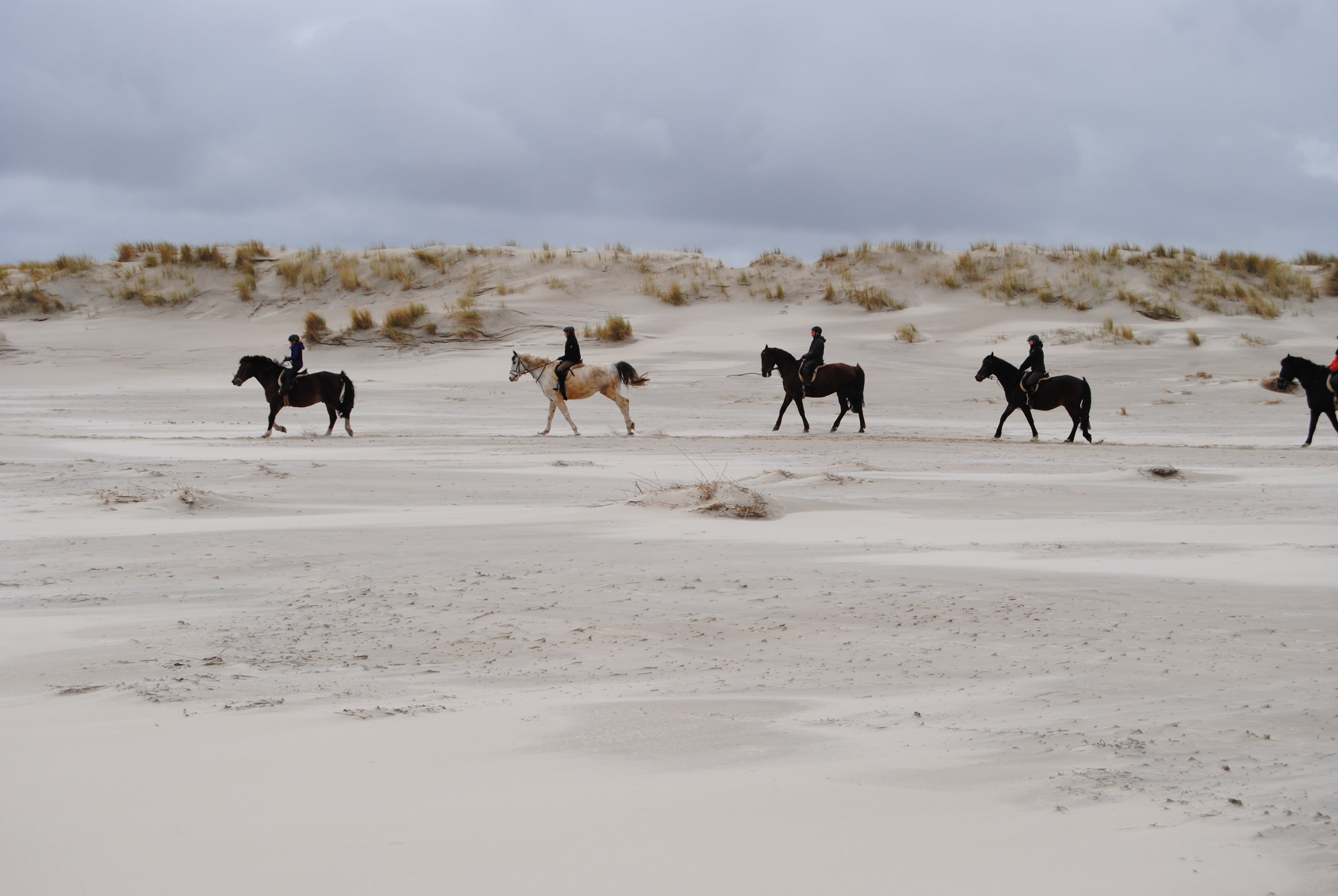 herbivorous, mammal, pets, snow, winter, north sea, animal, group of animals, domestic, animal themes, domestic animals, horses, outdoors, environment, HD Wallpaper