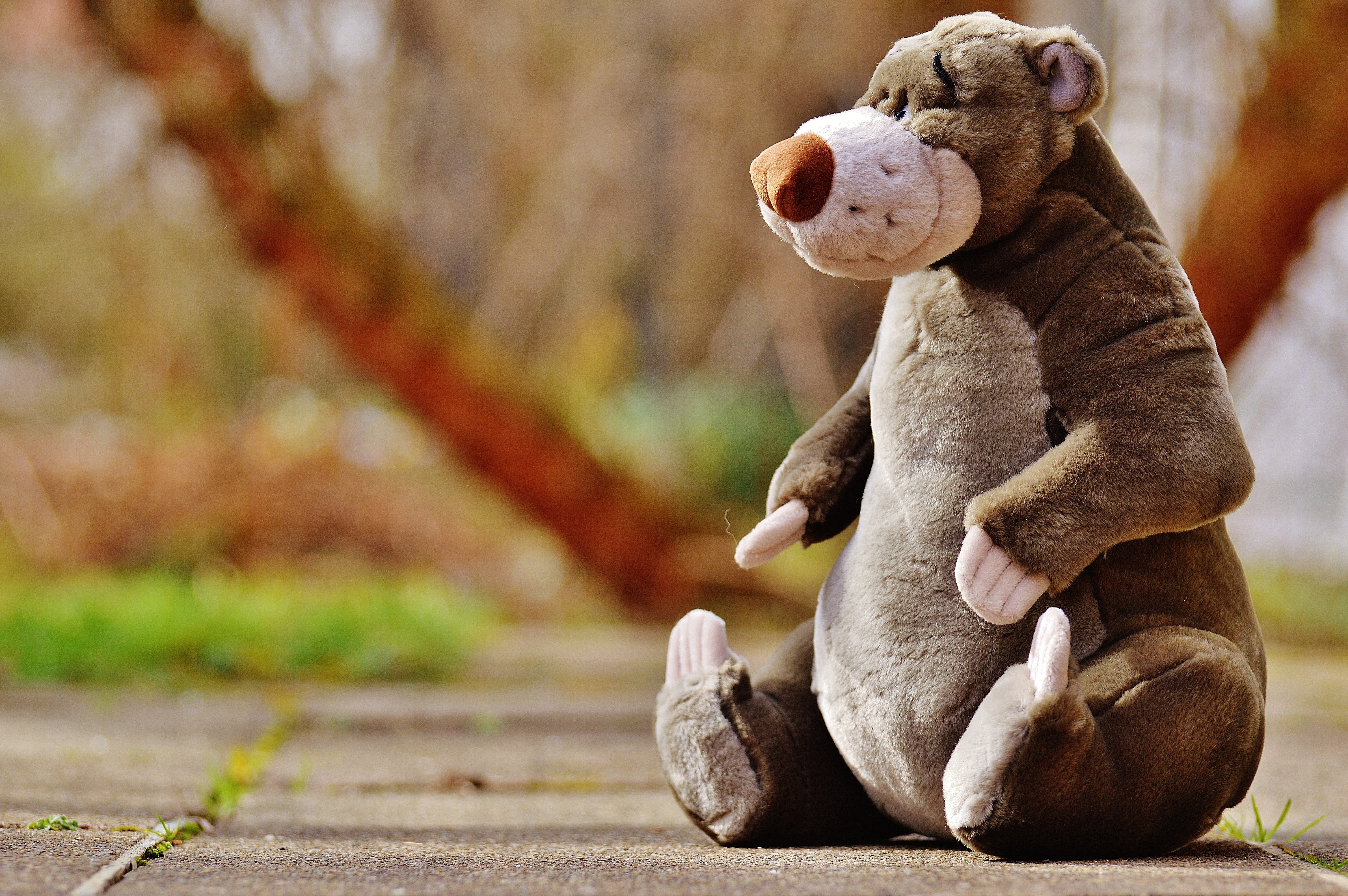 floor, play, plush, out, day, 5K, footpath, cute, bear, childhood, outdoors, soft toy, sitting, grey, autumn, mammal, representation, people, stuffed animal, HD Wallpaper