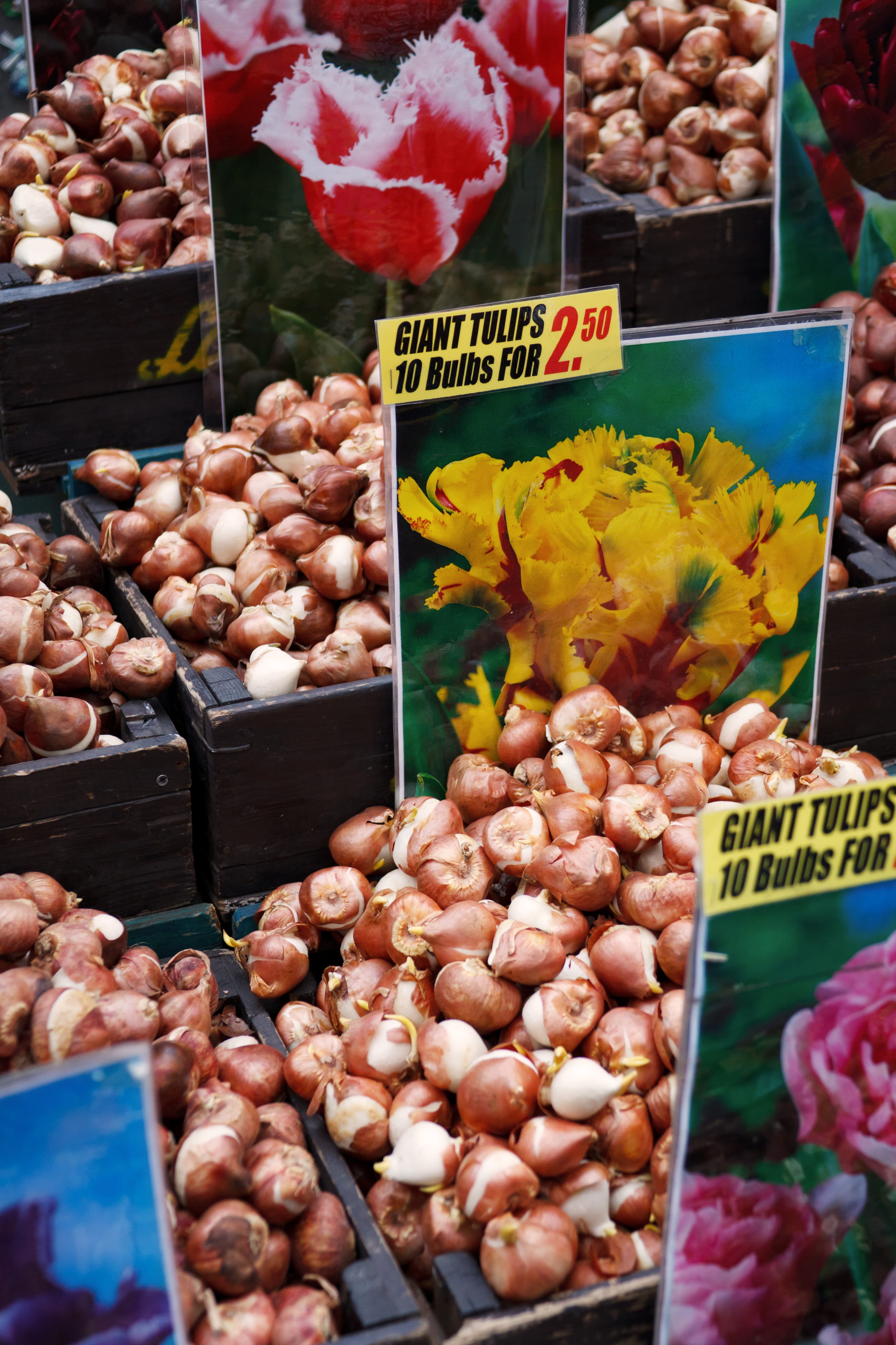 nature, wellbeing, 4K, container, choice, retail, seed, for sale, business, abundance, Bulb, flower, price tag, Amsterdam, tulip, Brown, group, variety, Phone HD Wallpaper