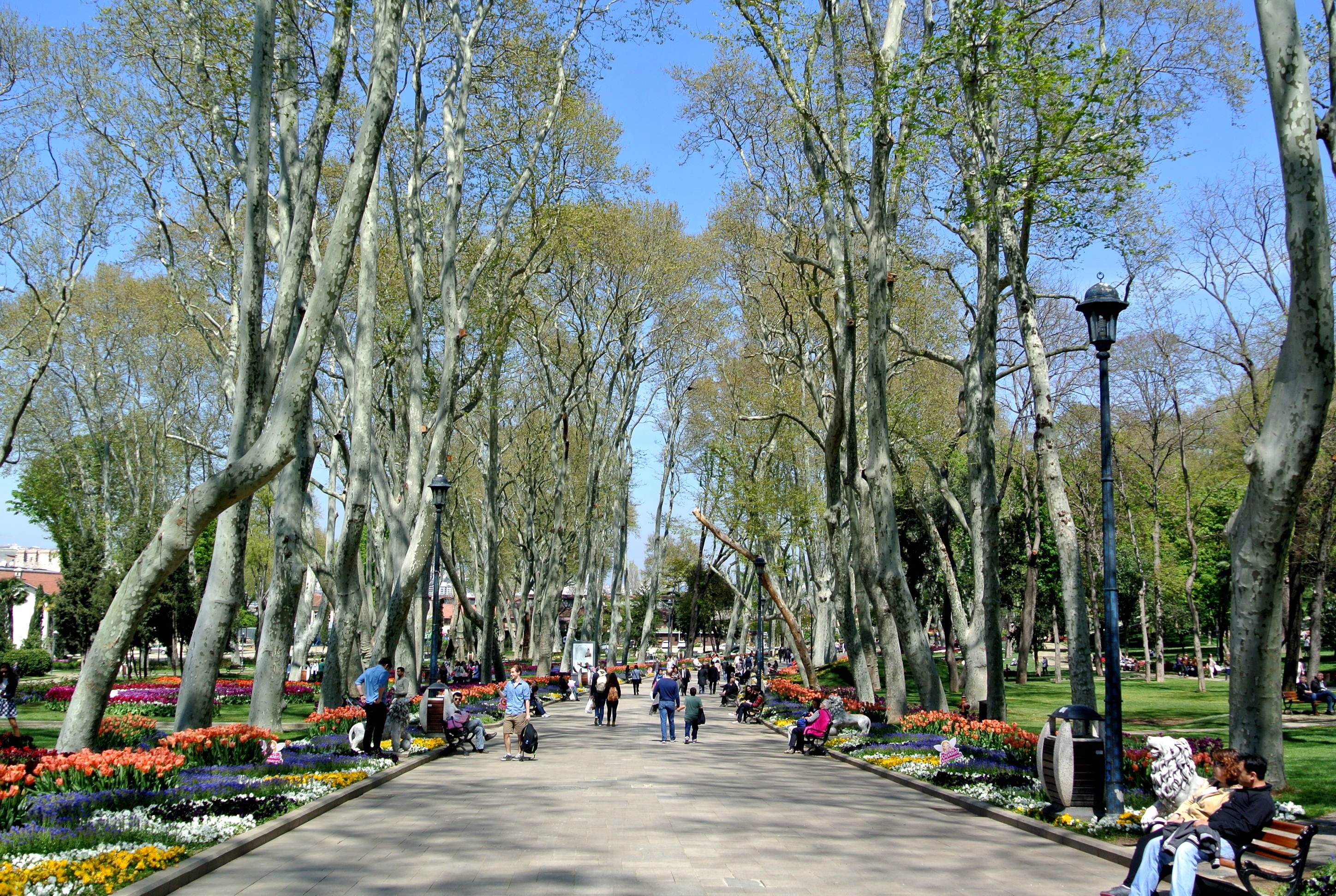 real people, tourist, topkapi, gardens, tree, outdoors, 2K, growth, ottoman, the way forward, day, treelined, nature, city, istanbul, flower, park, tree trunk, HD Wallpaper