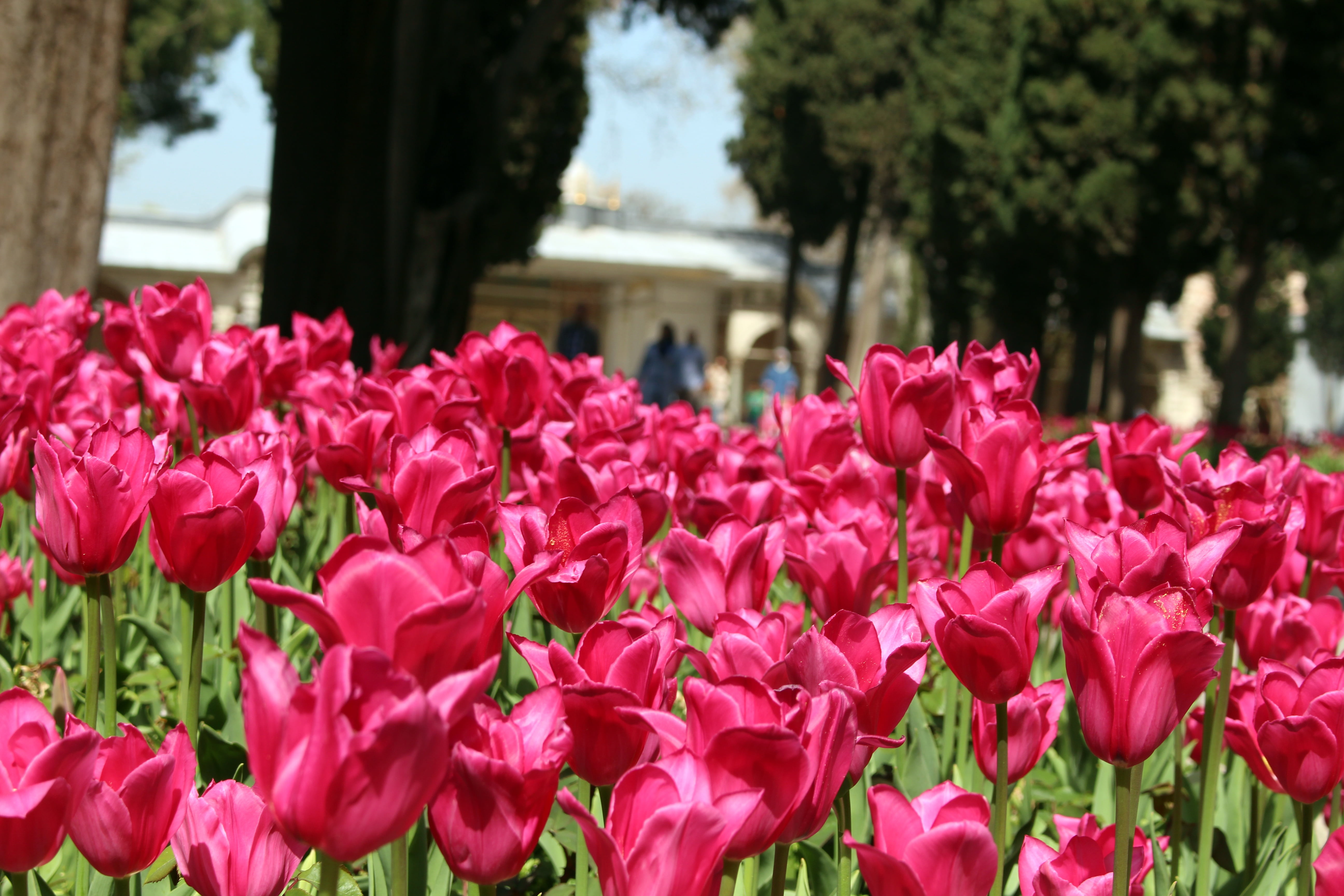 focus on foreground, tulip, freshness, red, vulnerability, outdoors, tulips, flowerbed, flower, growth, flowering plant, petal, fragility, 5K, garden, HD Wallpaper