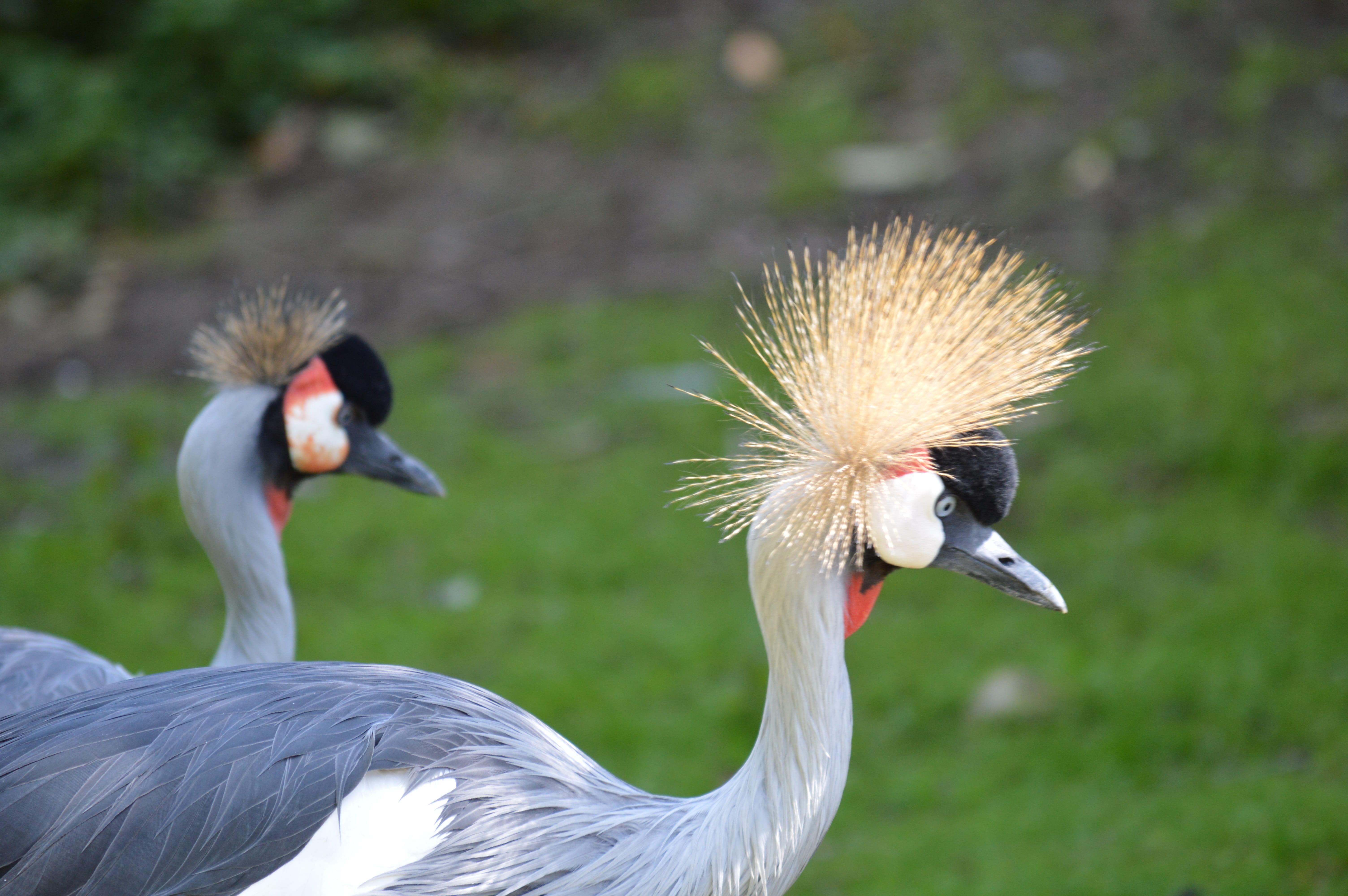 color, land, focus on foreground, bird, animals crest, outdoors, animal themes, crane - bird, field, birds, group of animals, plumage, feathers, two animals, HD Wallpaper