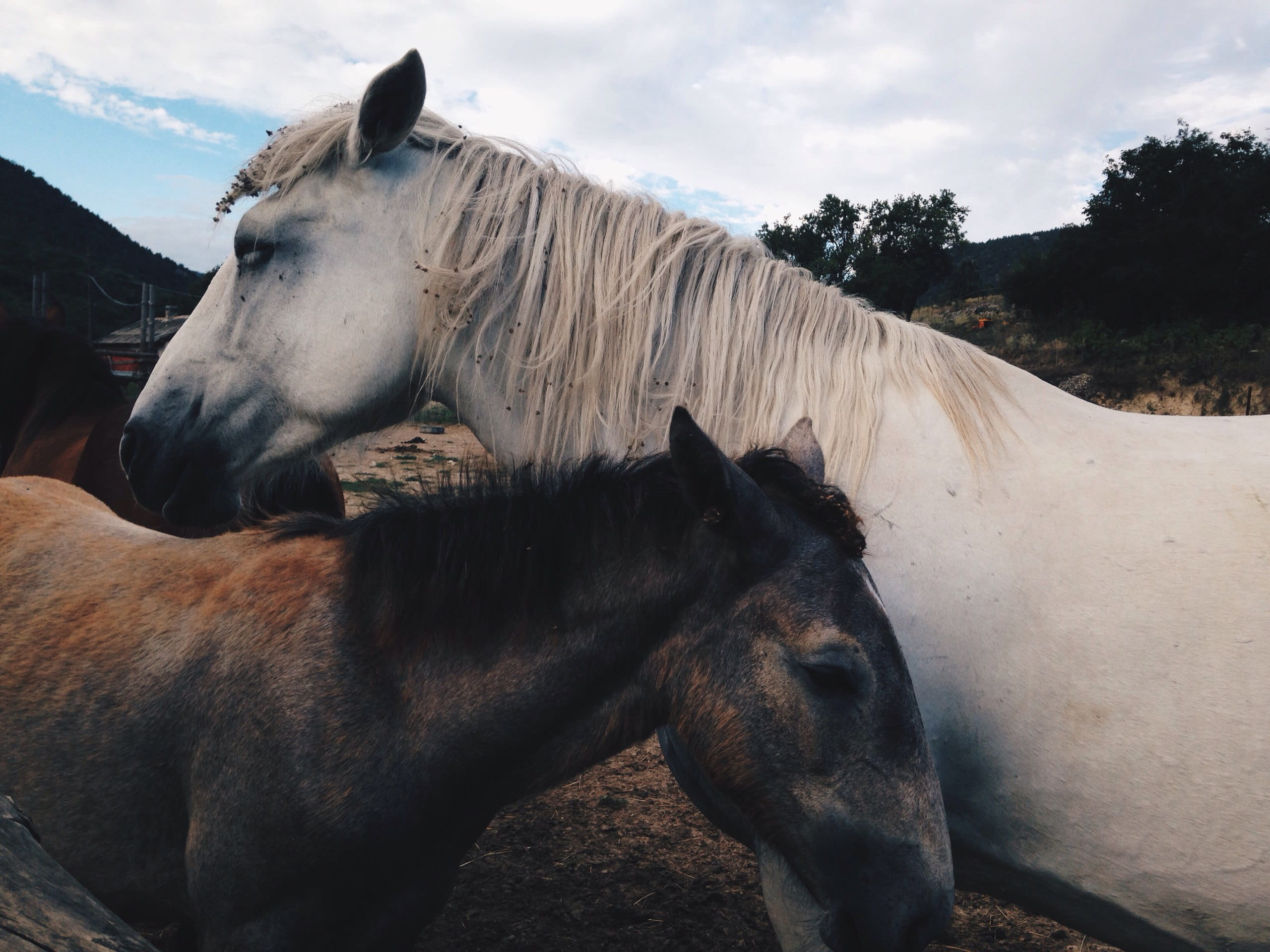 lake, vertebrate, love, outdoors, cloud - sky, iphonephoto, herbivorous, sevastopol, livestock, animal head, horse, family, ranch, two animals, mammal, HD Wallpaper