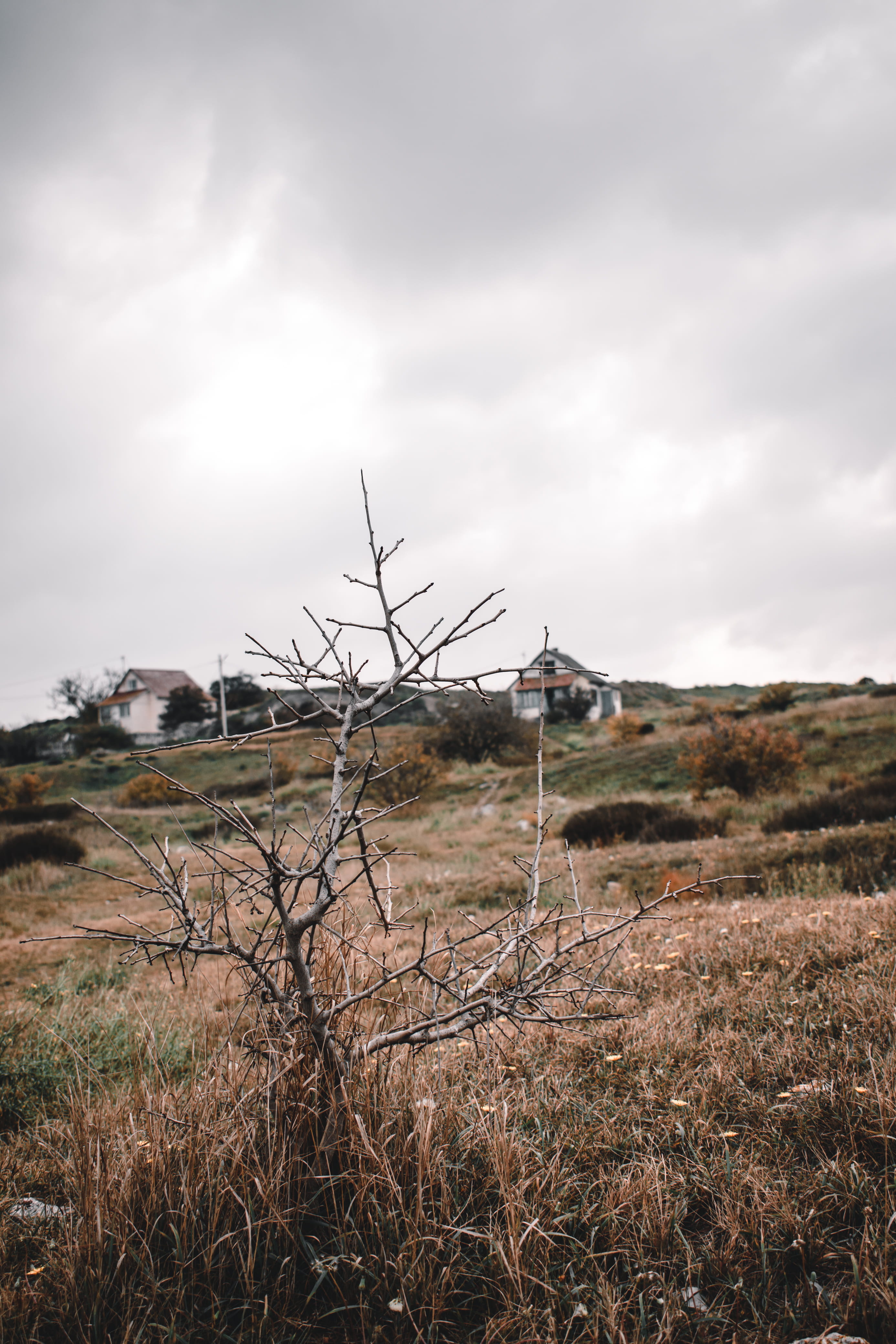 no people, sticks, house, 4K, cloud - sky, sevastopol, crimea, difficulties, architecture, grey, yellow, plant, tranquil scene, day, sad, nature, built structure, Phone HD Wallpaper
