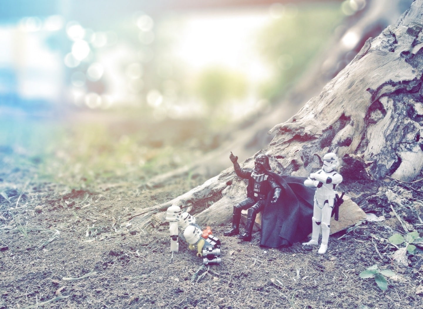 Funny, vader, stormtroopers, animal themes, nature, close-up, land, no people, star, time, wars, animal wildlife, sunlight, darth, animal, focus on foreground, HD Wallpaper