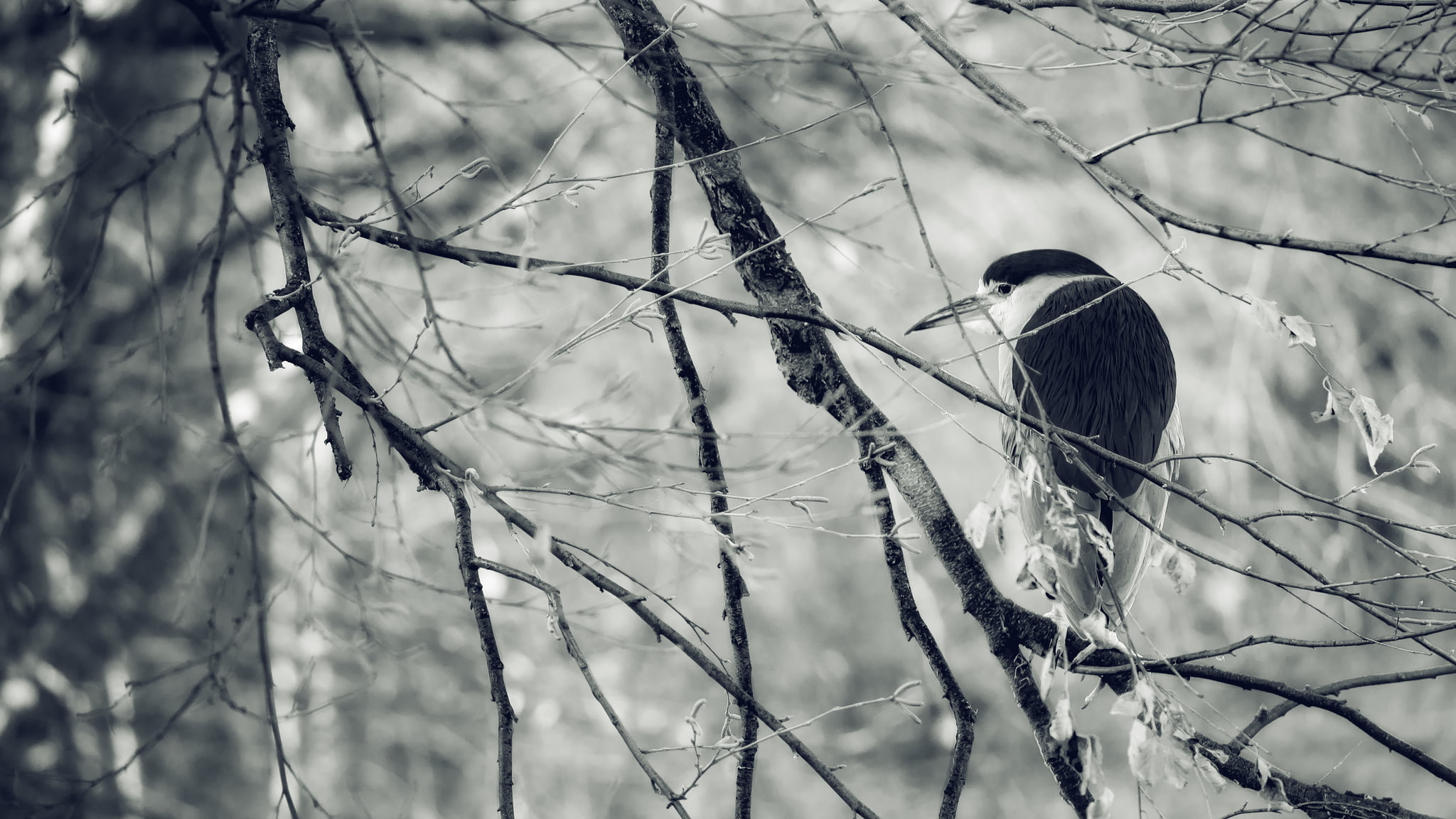 bird, Heron, ago, branches, winter, 1080P, HD Wallpaper
