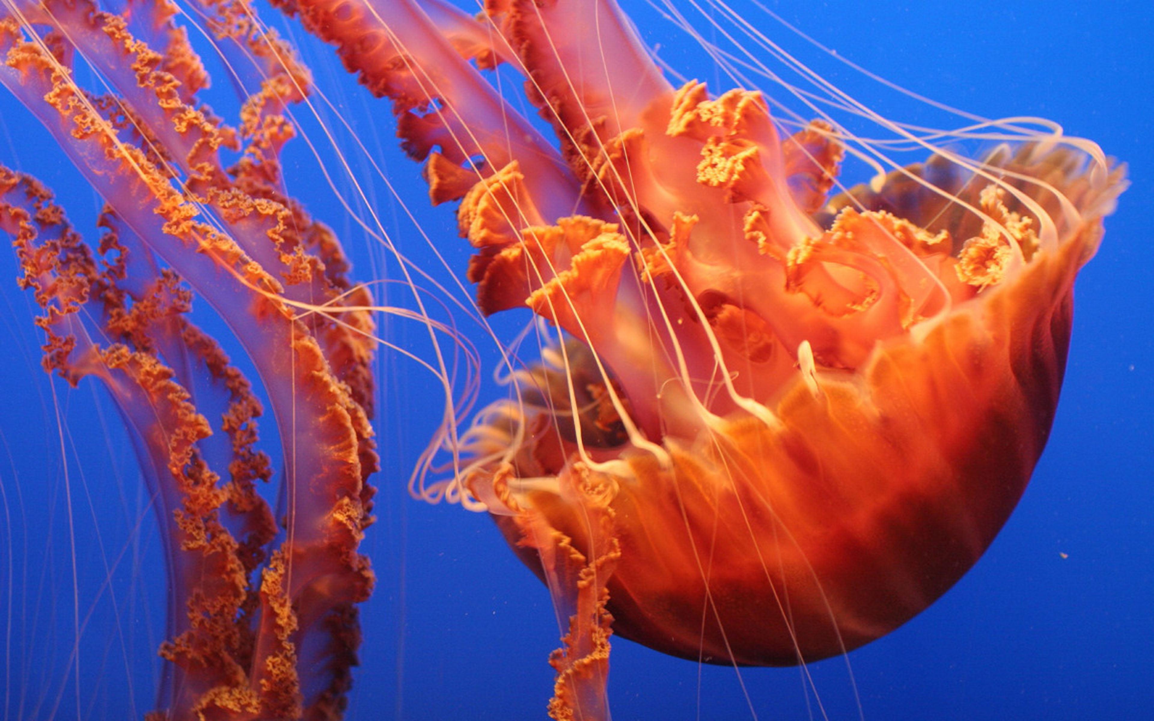 fuscescens, outdoors, animal themes, floating on water, animal, million, close-up, exist, jellyfish, underwater, 4K, group of animals, invertebrate, sea life, HD Wallpaper