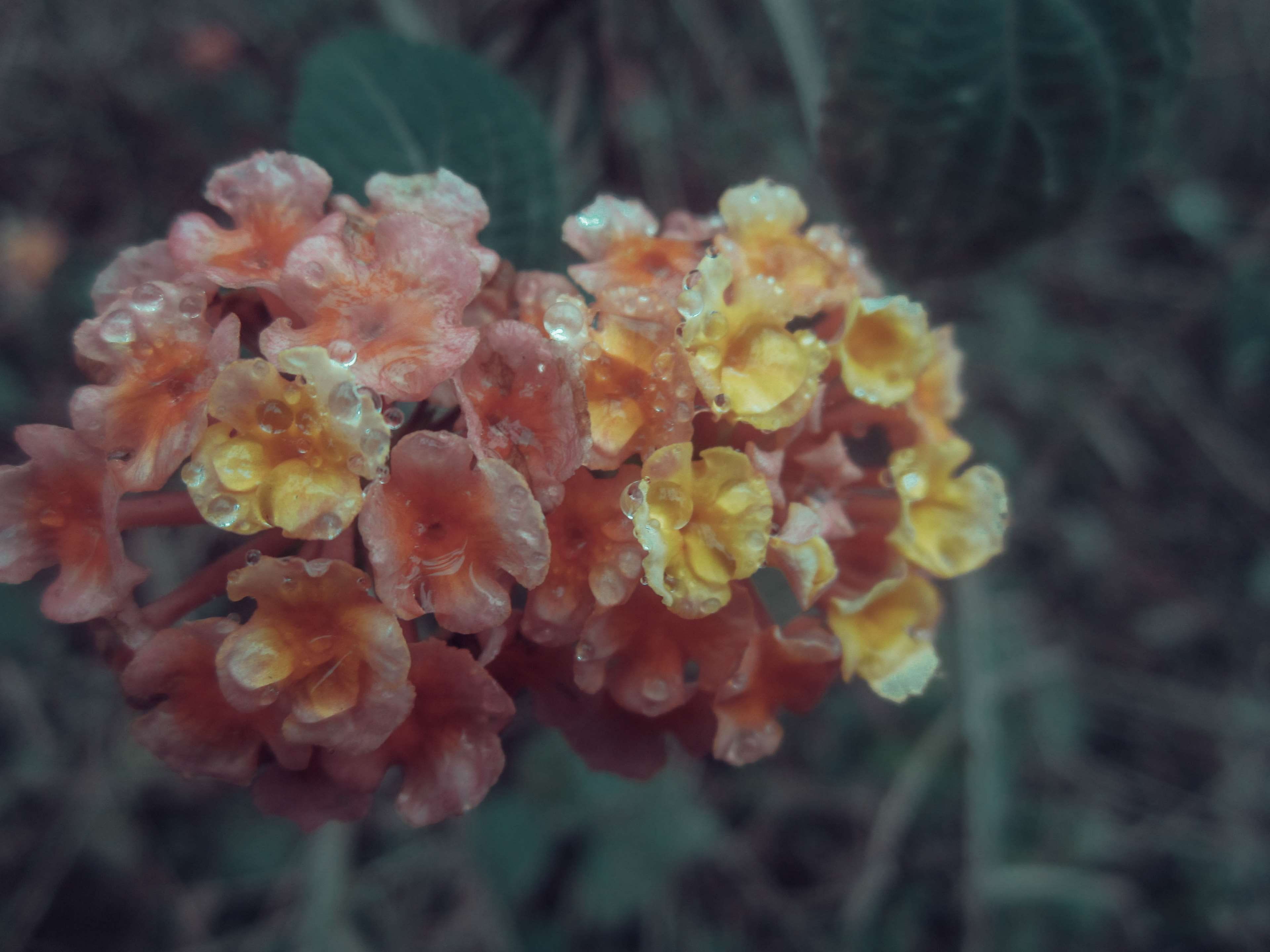 close-up, day, 4 year ago, no people, plant, petal, lantana, vulnerability, outdoors, fragility, flowering plant, selective focus, freshness, beauty in nature, HD Wallpaper