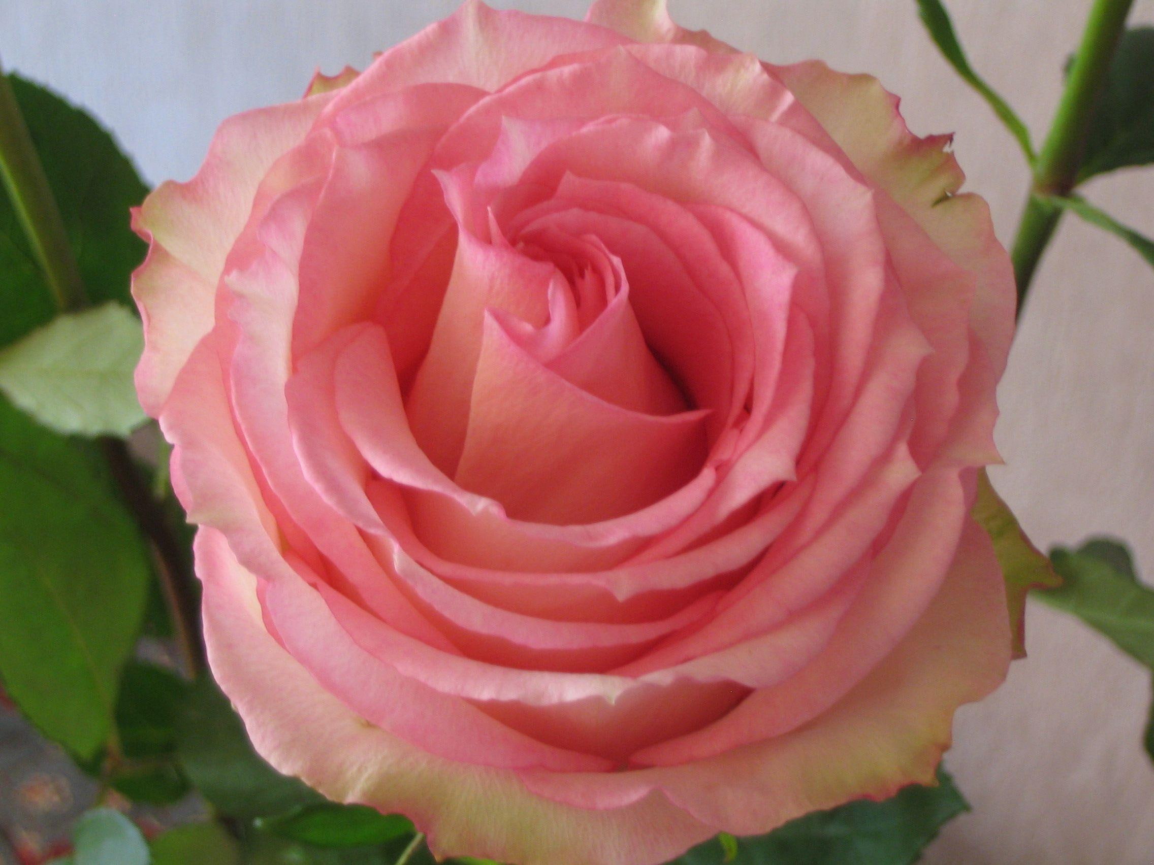 love, another, rose, 1080P, pink, lovely, beautiful, nature and landscapes, HD Wallpaper