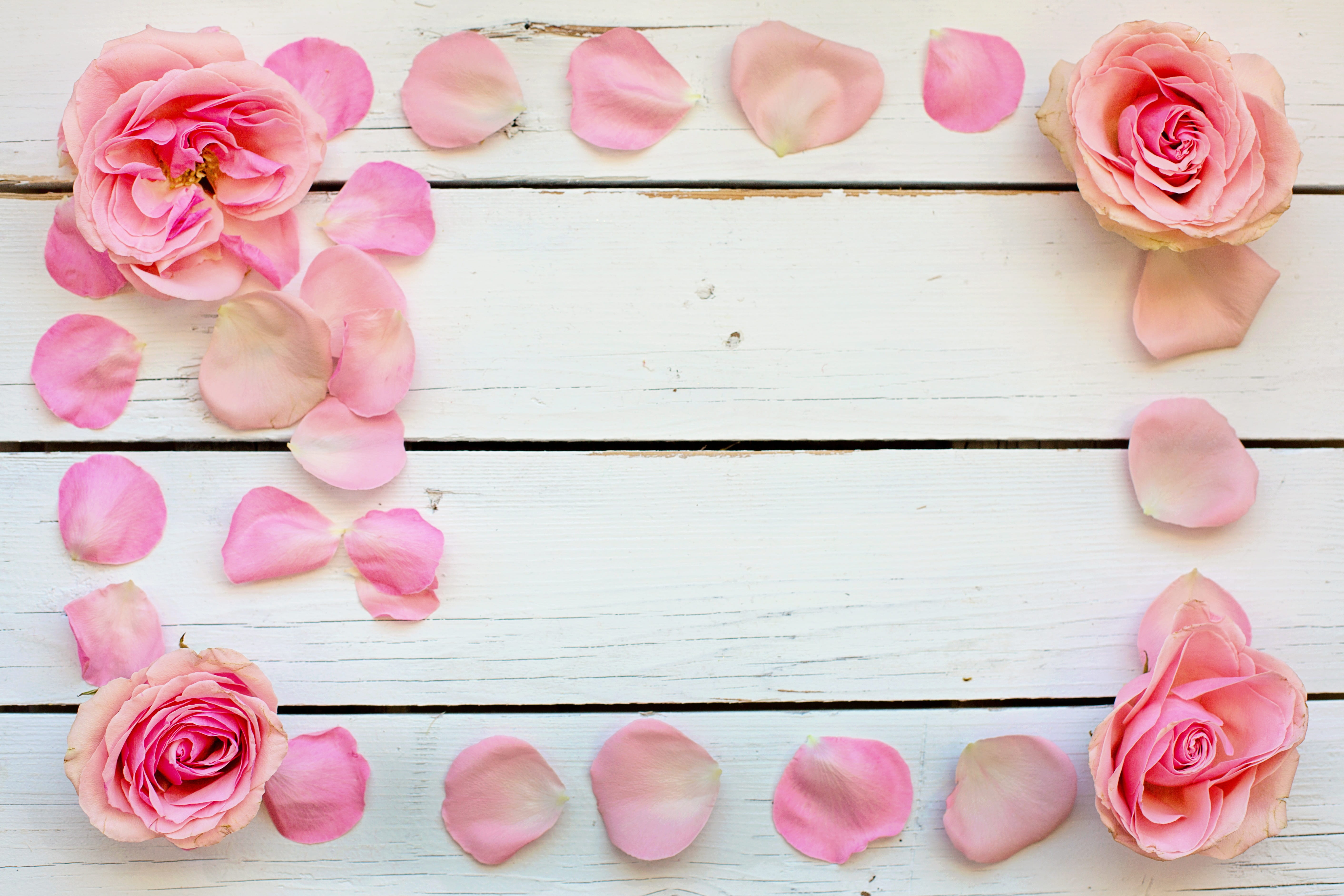 nature, table, flower head, close-up, high angle view, birthday, valentines day, background, romantic, fragility, pink color, romance, indoors, flowering plant, HD Wallpaper