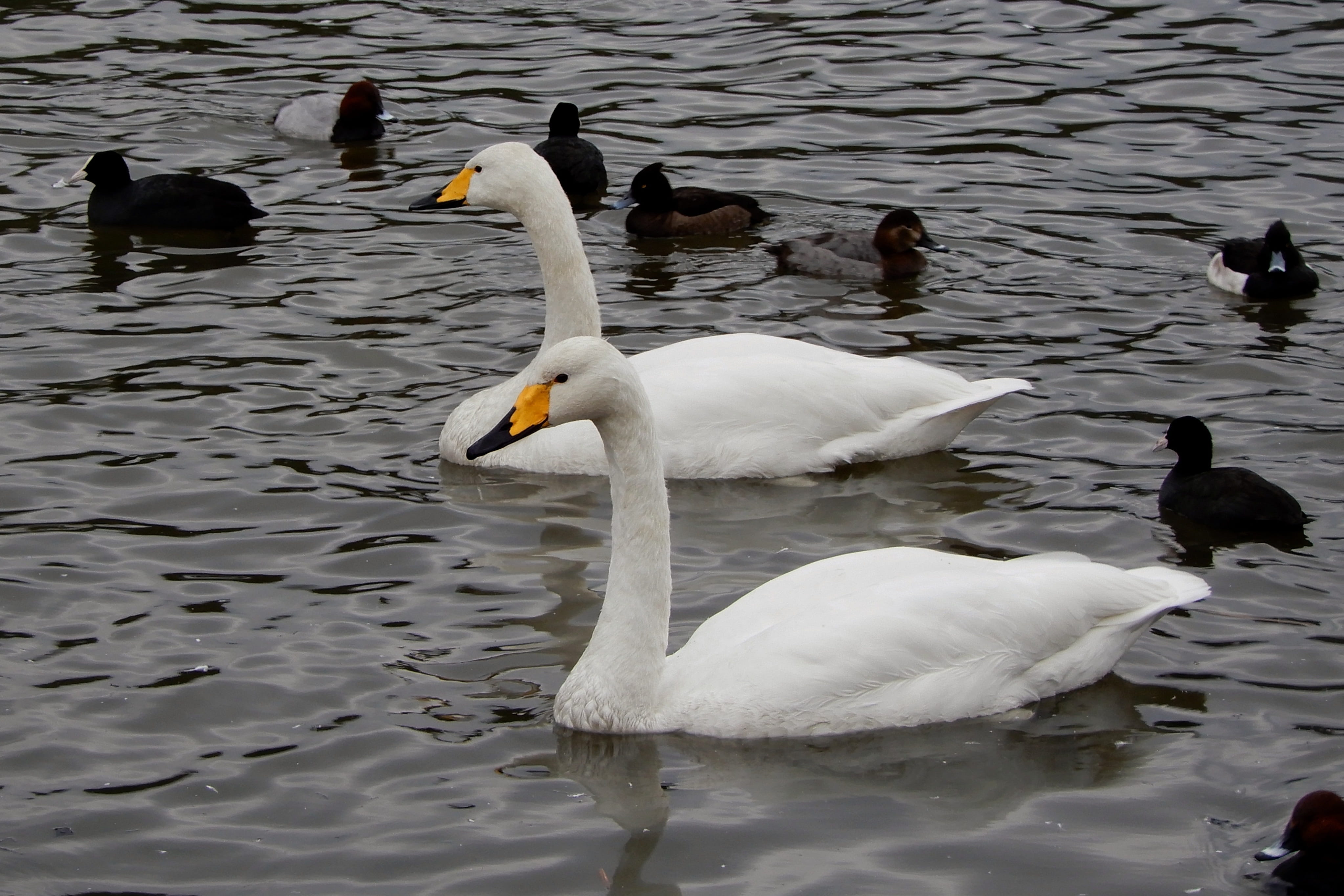 no people, nature, swimming, animal family, natural, day, swan, lake, cygnet, zoology, white color, floating on water, water, 4K, winter, animal, beauty in nature, HD Wallpaper