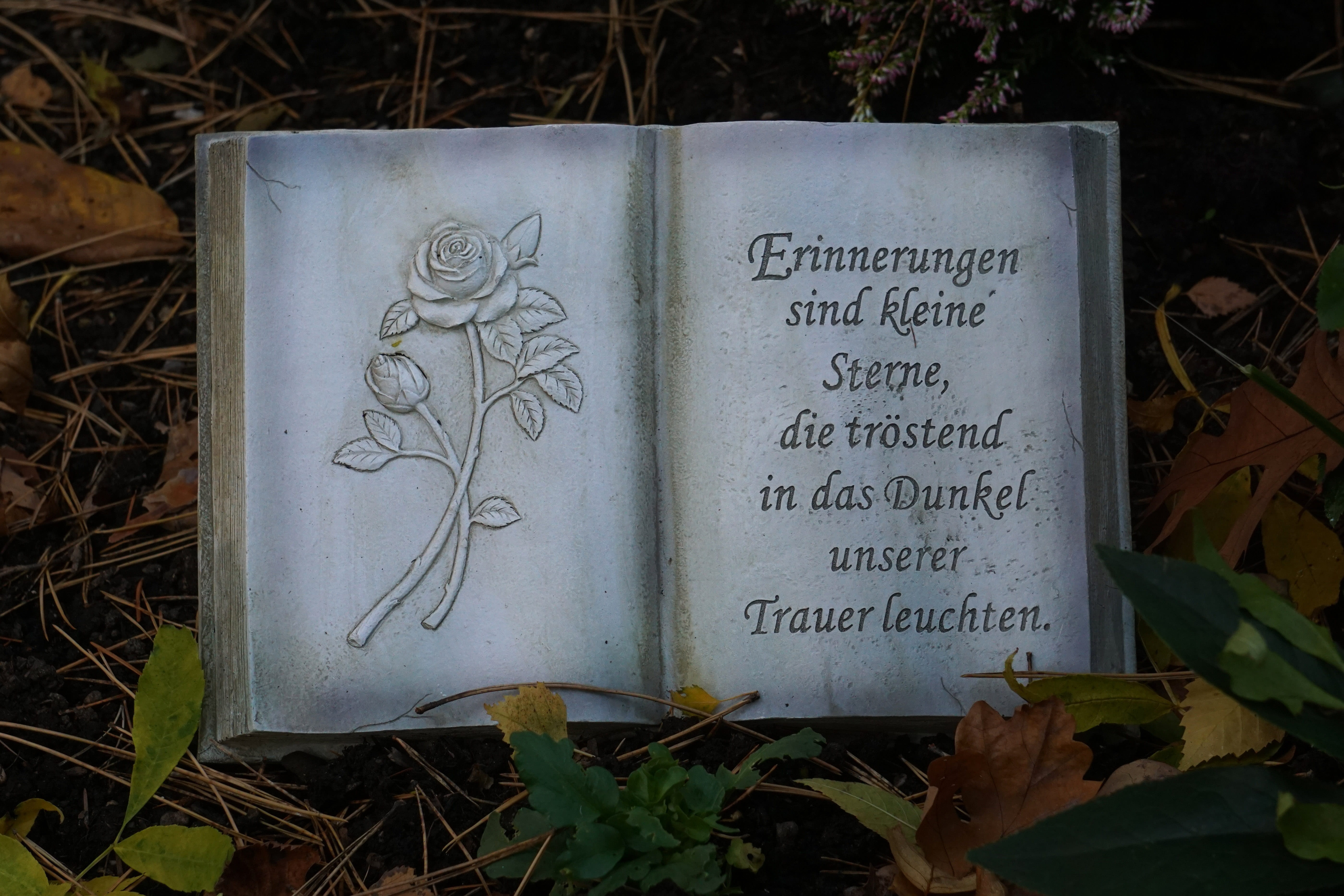 mourning, rose, paper, outdoors, script, plant part, close-up, western script, cemetery, saying, 5K, leaf, day, high angle view, book, no people, all saints, HD Wallpaper