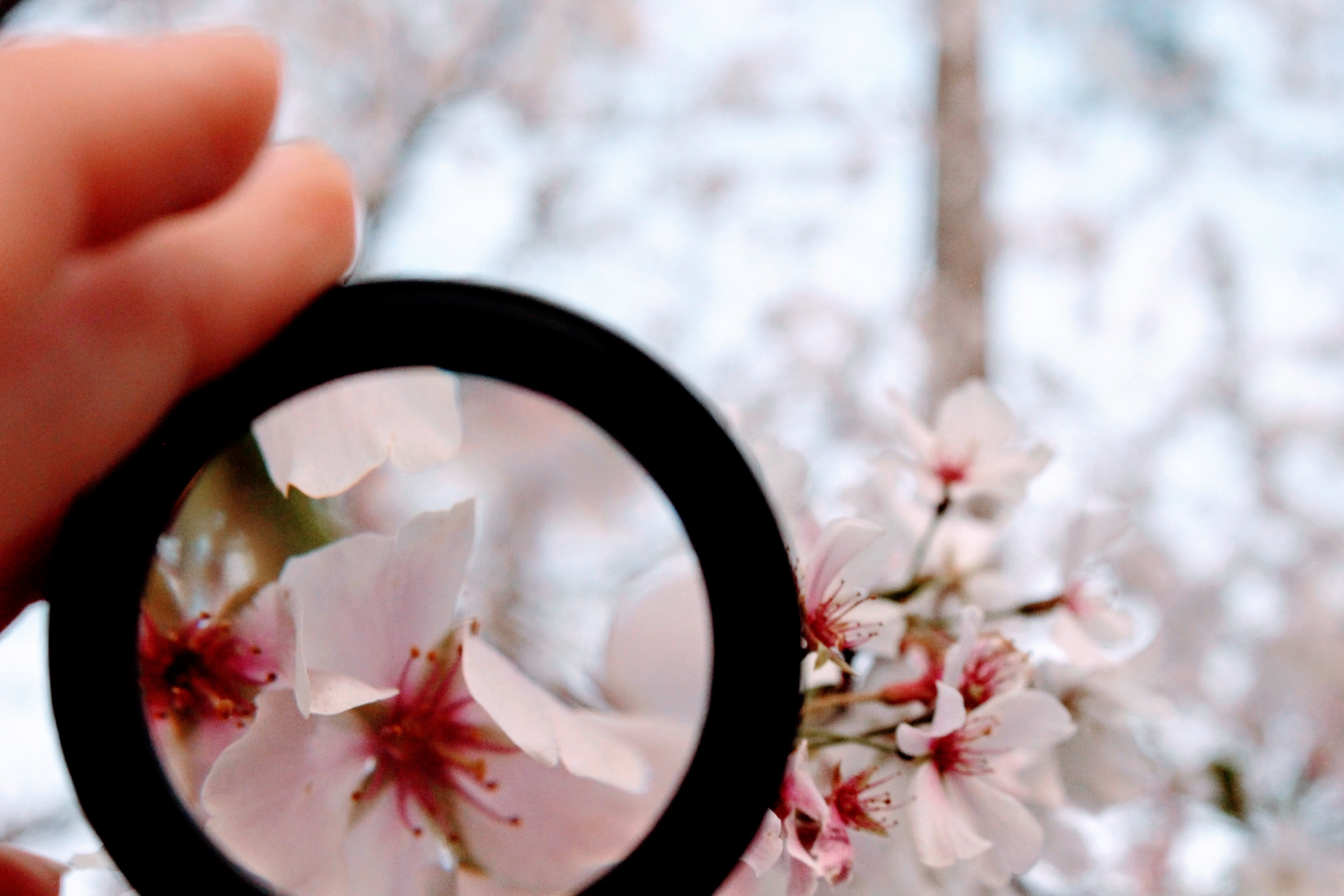 magnifying, petal, cherry blossom, body part, colors, hand, fingers, magnifying glass, finger, glass, human body part, nature, growth, human hand, springtime, HD Wallpaper