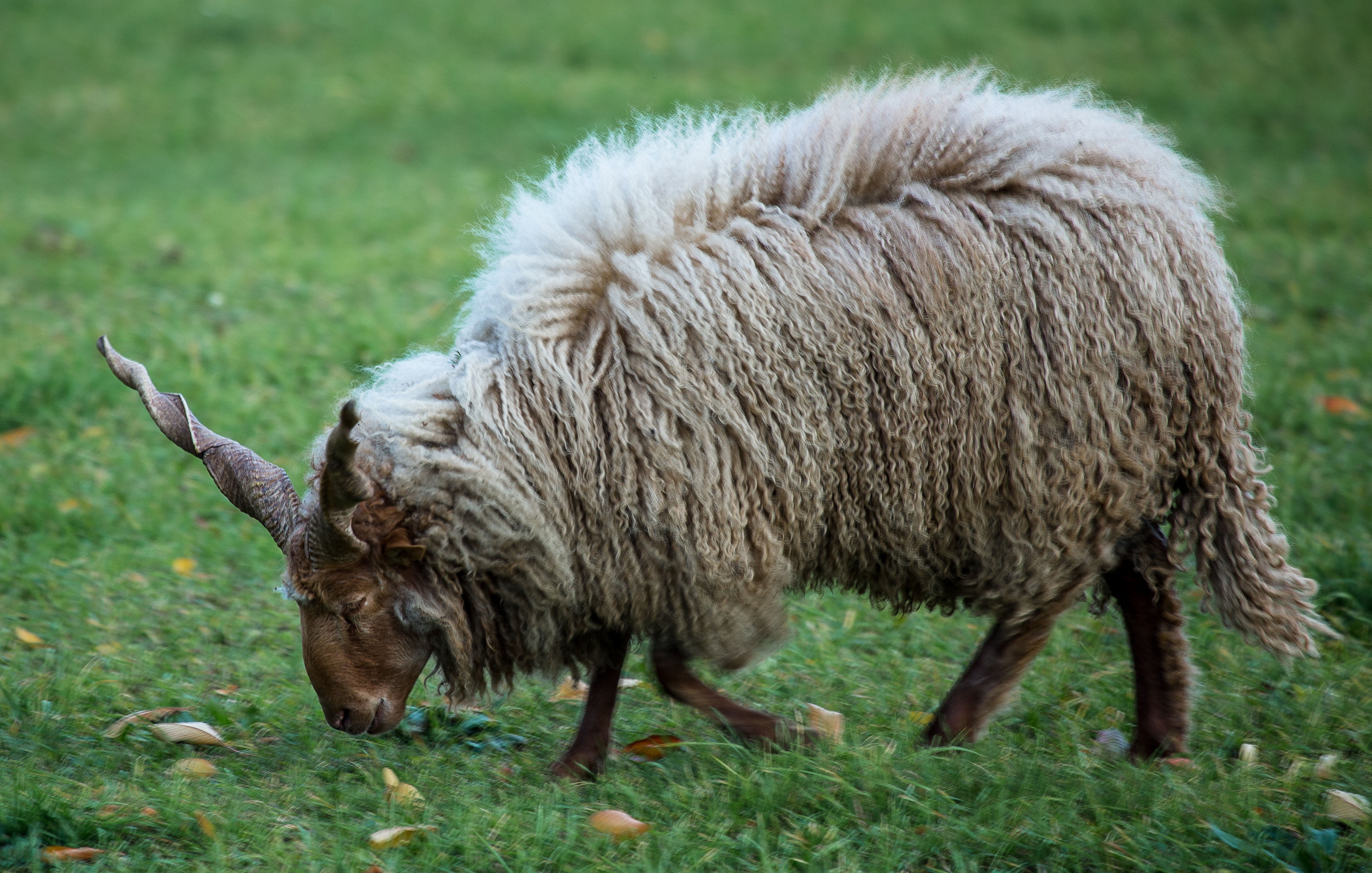vertebrate, plant, animal wildlife, meadow, wool, sheep, no people, outdoors, farm, pets, animal hair, herbivorous, mammal, horned, animal themes, lamb, HD Wallpaper