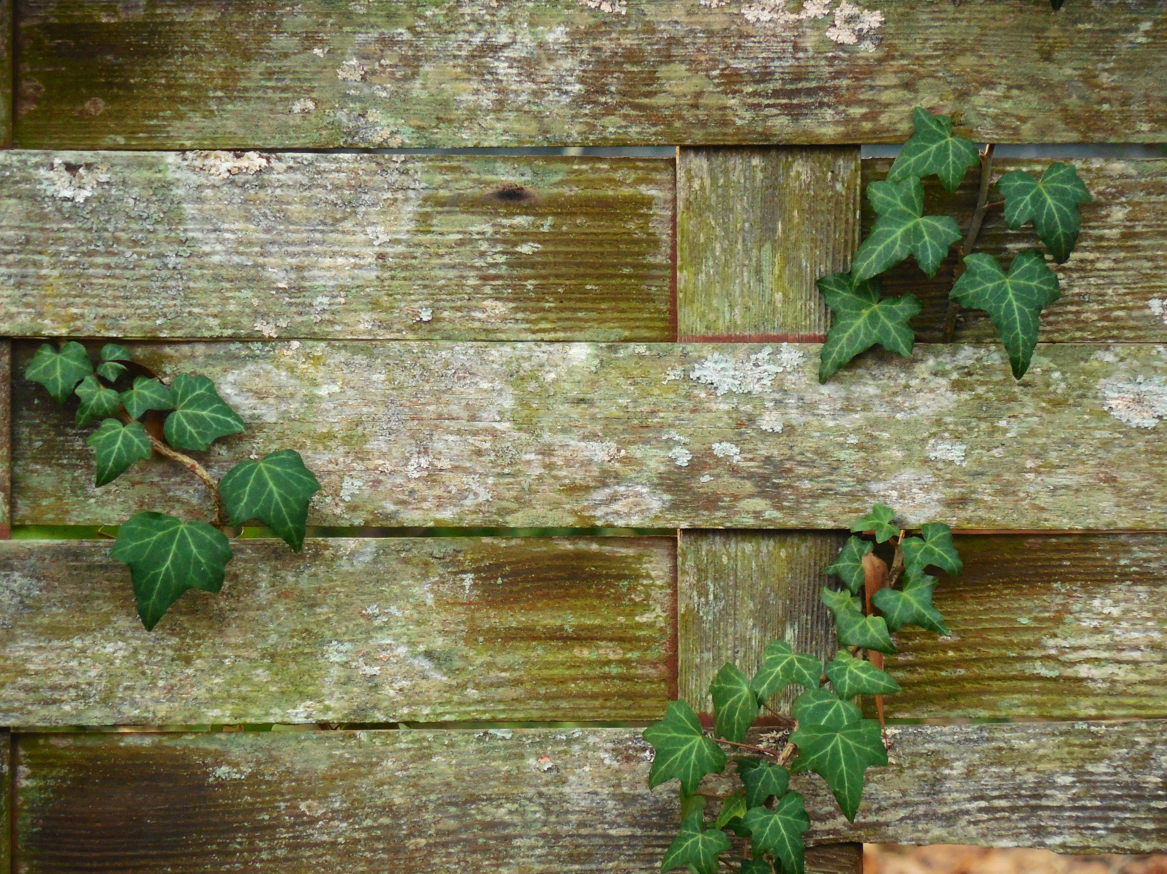 distressed, green, creeper plant, creeping, weathered, worn, plants, day, leaves, wall - building feature, no people, frame, damp, wall, outdoors, nature, HD Wallpaper