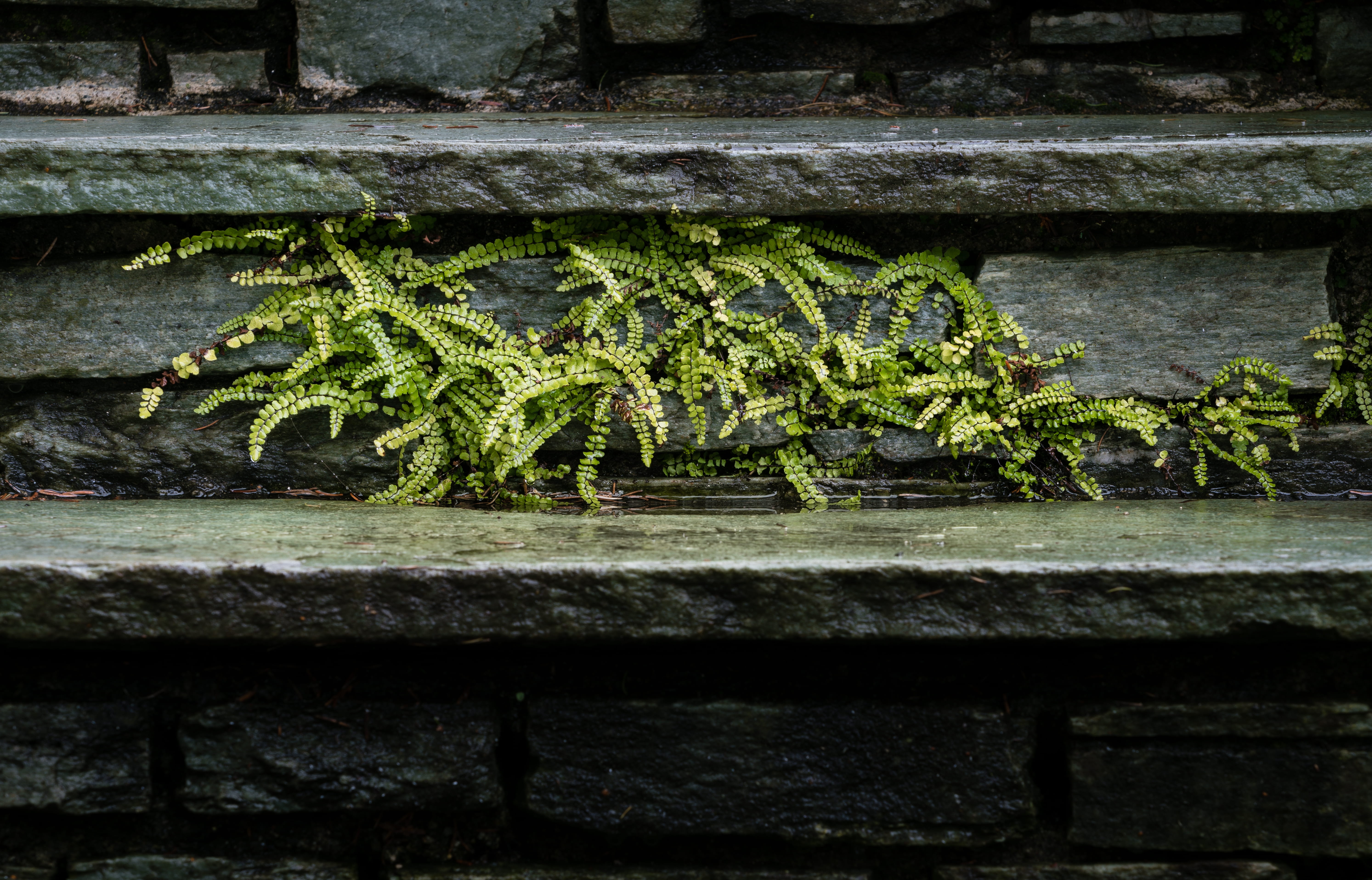 stoop, wall - building feature, botany, stainrs, growth, close-up, wood - material, no people, plants, nature, 5K, fern, leaf, stair, high angle view, HD Wallpaper