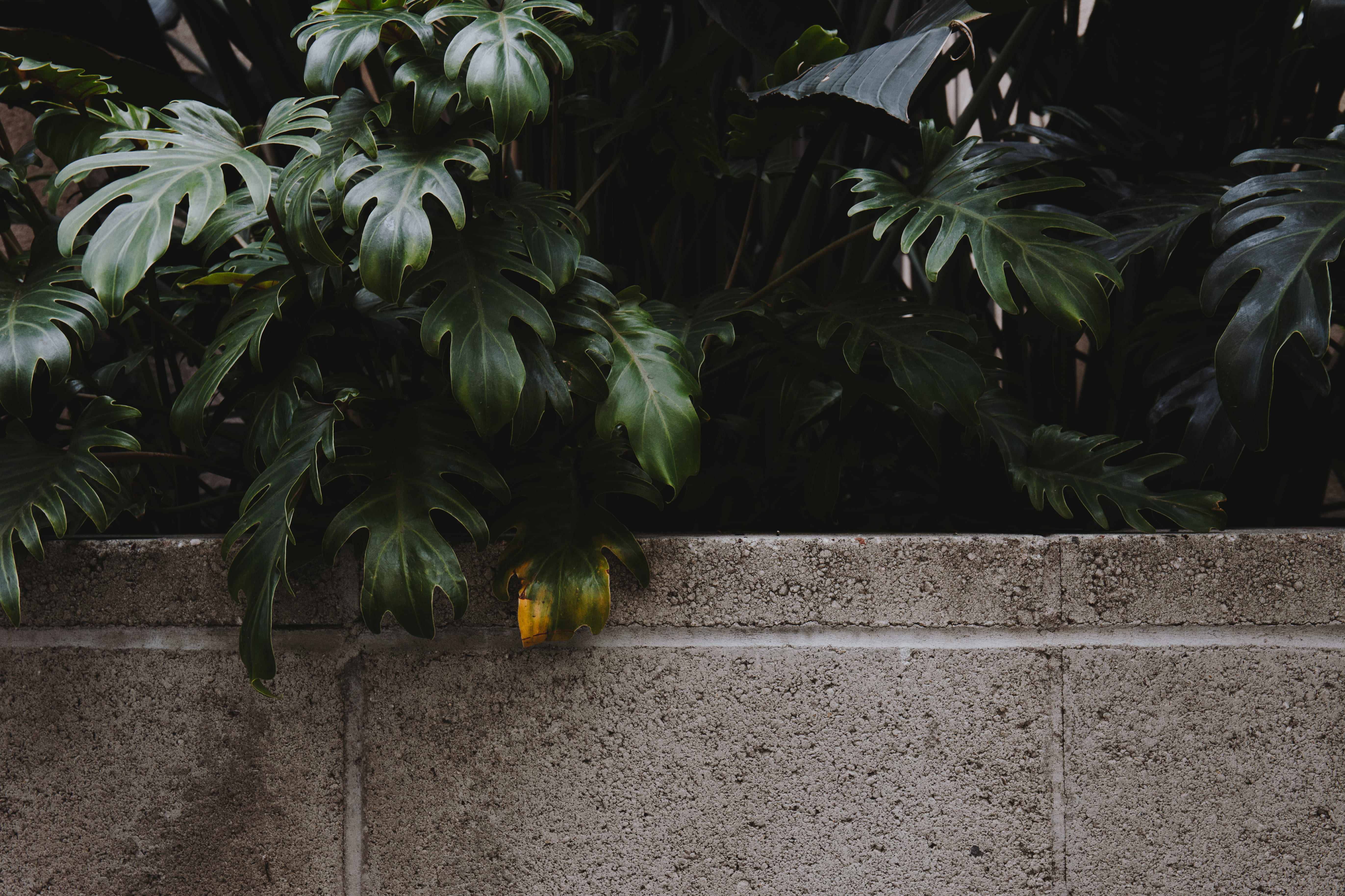 back, gray, street, wall - building feature, lines, growth, plant part, tree, plant, green, leaf, footpath, yellow, beauty in nature, city, leafed, architecture, HD Wallpaper