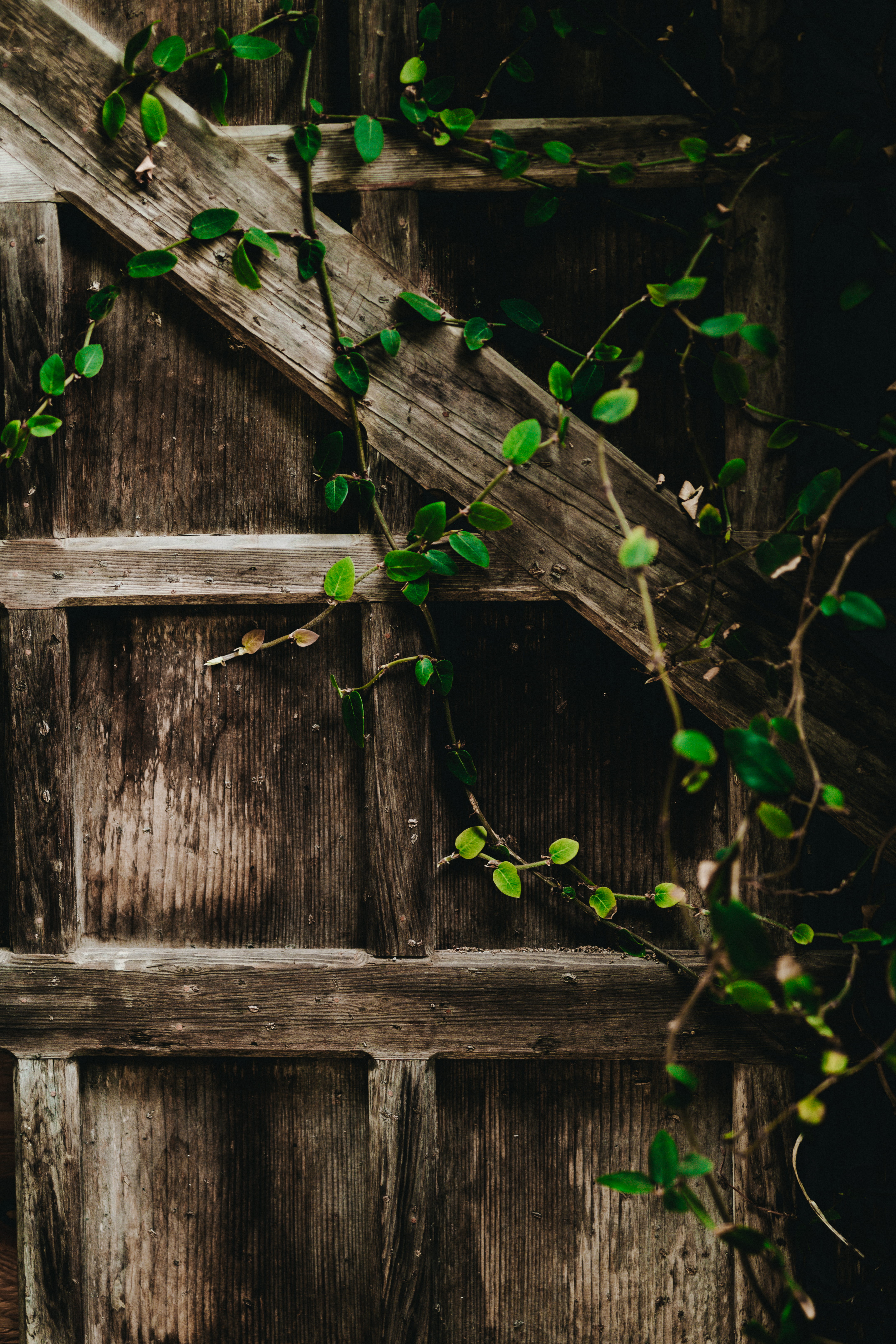 plants, no people, leaf, brown, vines, wood, wood - material, green, plant, board, vine, barrier, ivy, tree, nature, wooden, beauty in nature, close-up, Phone HD Wallpaper