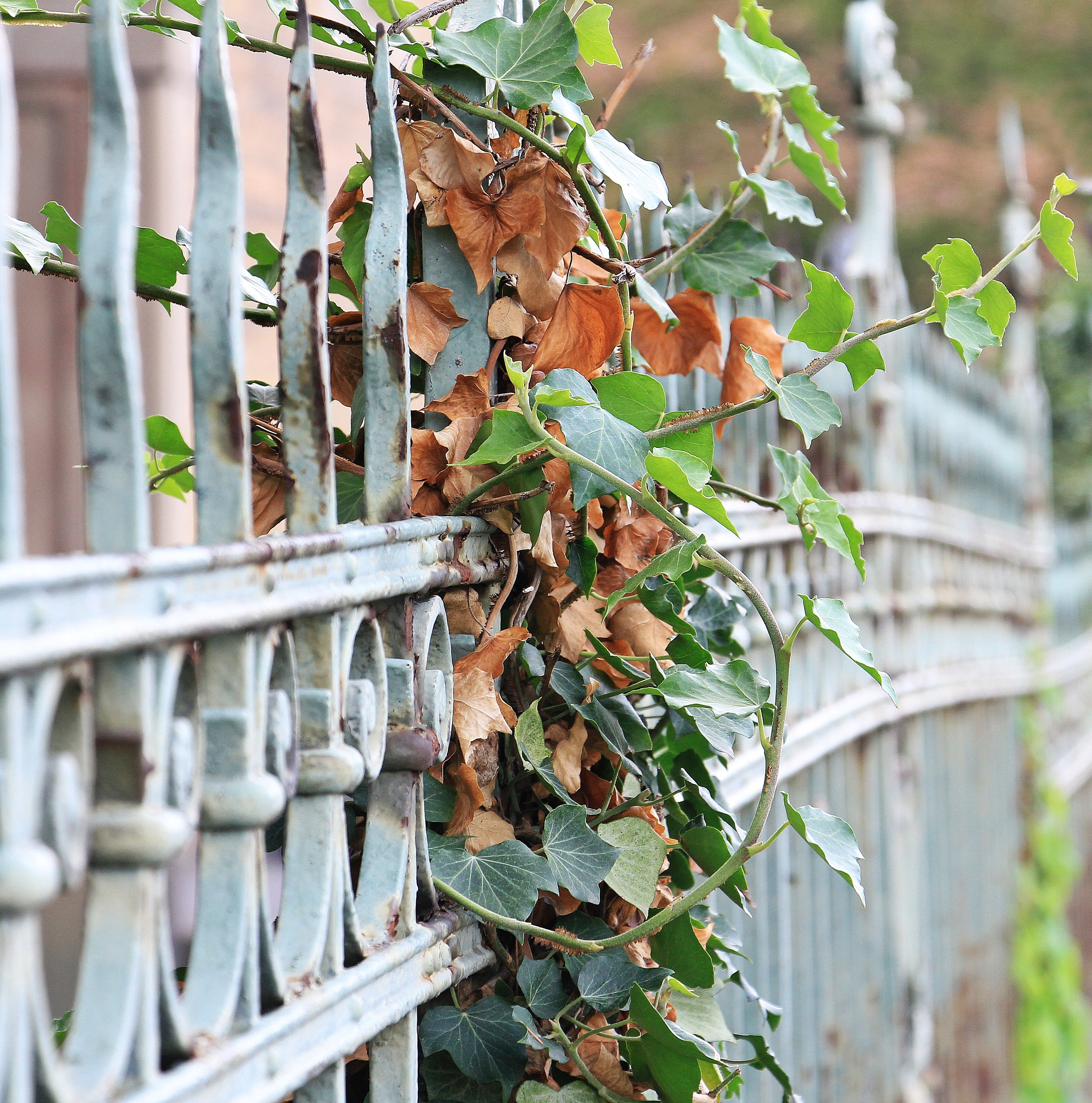 outdoors, growth, iron construction, focus on foreground, 4K, vine, metal, day, leaves, photo, foreclosure, safety, close-up, plant part, fence, beauty in nature, Phone HD Wallpaper