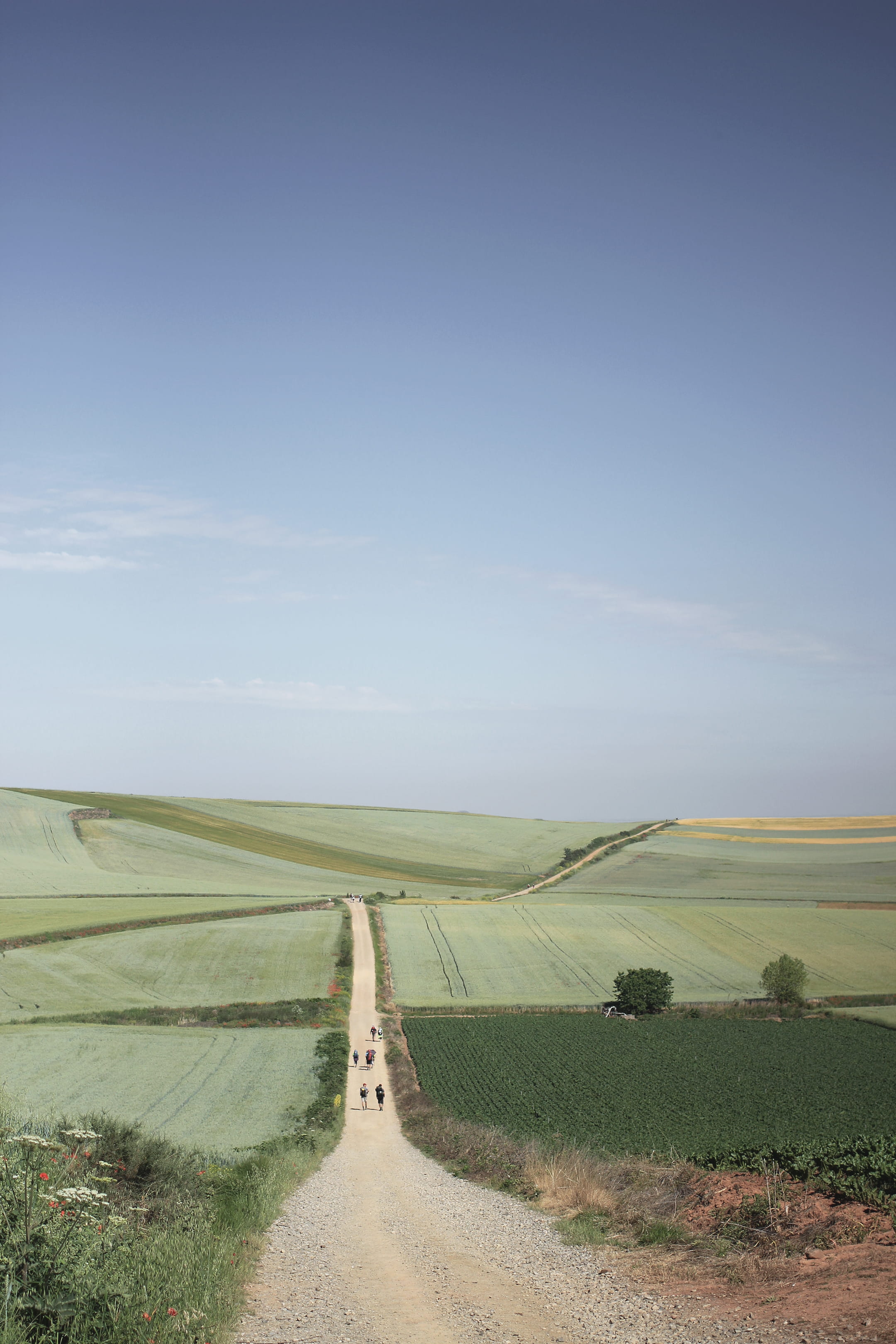 agriculture, scenics - nature, outdoors, spain, camino de santiago, environment, nature, plant, road, tranquil scene, grassland, field, hill, day, rural scene, Phone HD Wallpaper
