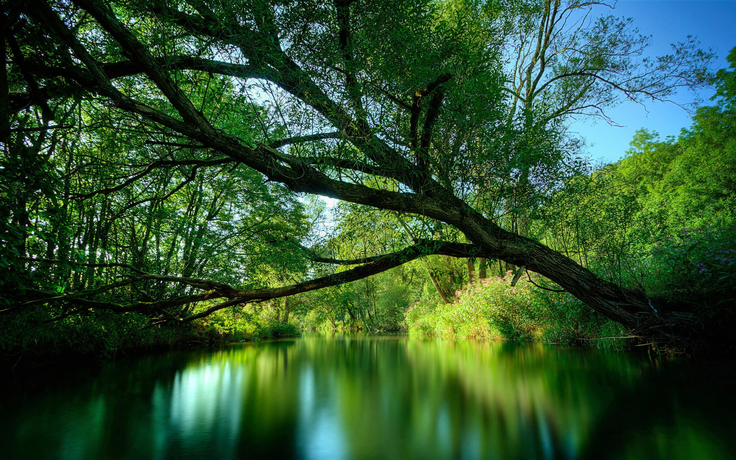 2K, reflections, resistance, body, forest, high dynamic range, water, hdr, HD Wallpaper