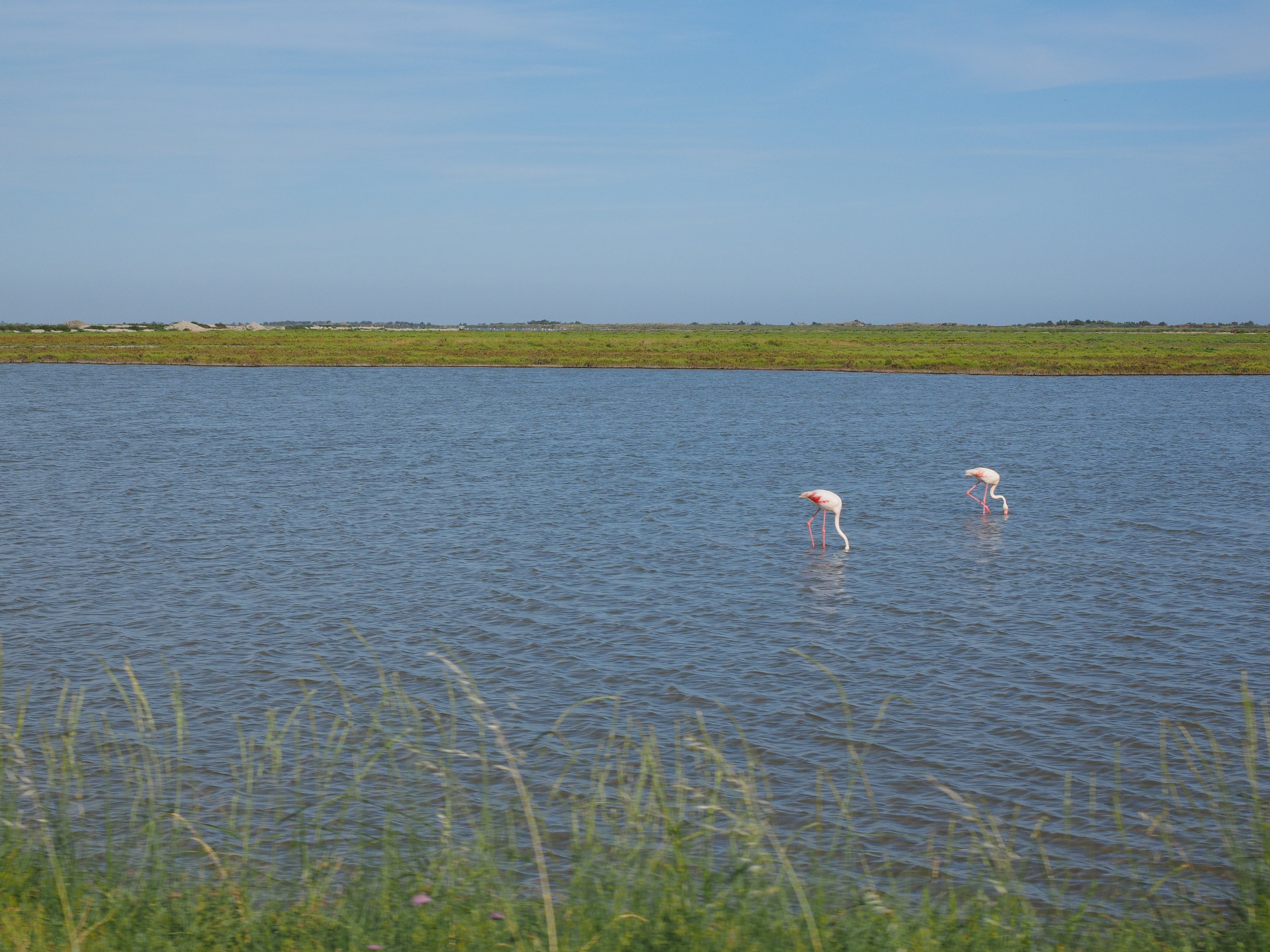 salty, nature park camargue, water, france, provence-alpes-côte dazur, group of animals, outdoors, vertebrate, lake, 4K, plant, bogs, sky, lagoon, camargue, HD Wallpaper