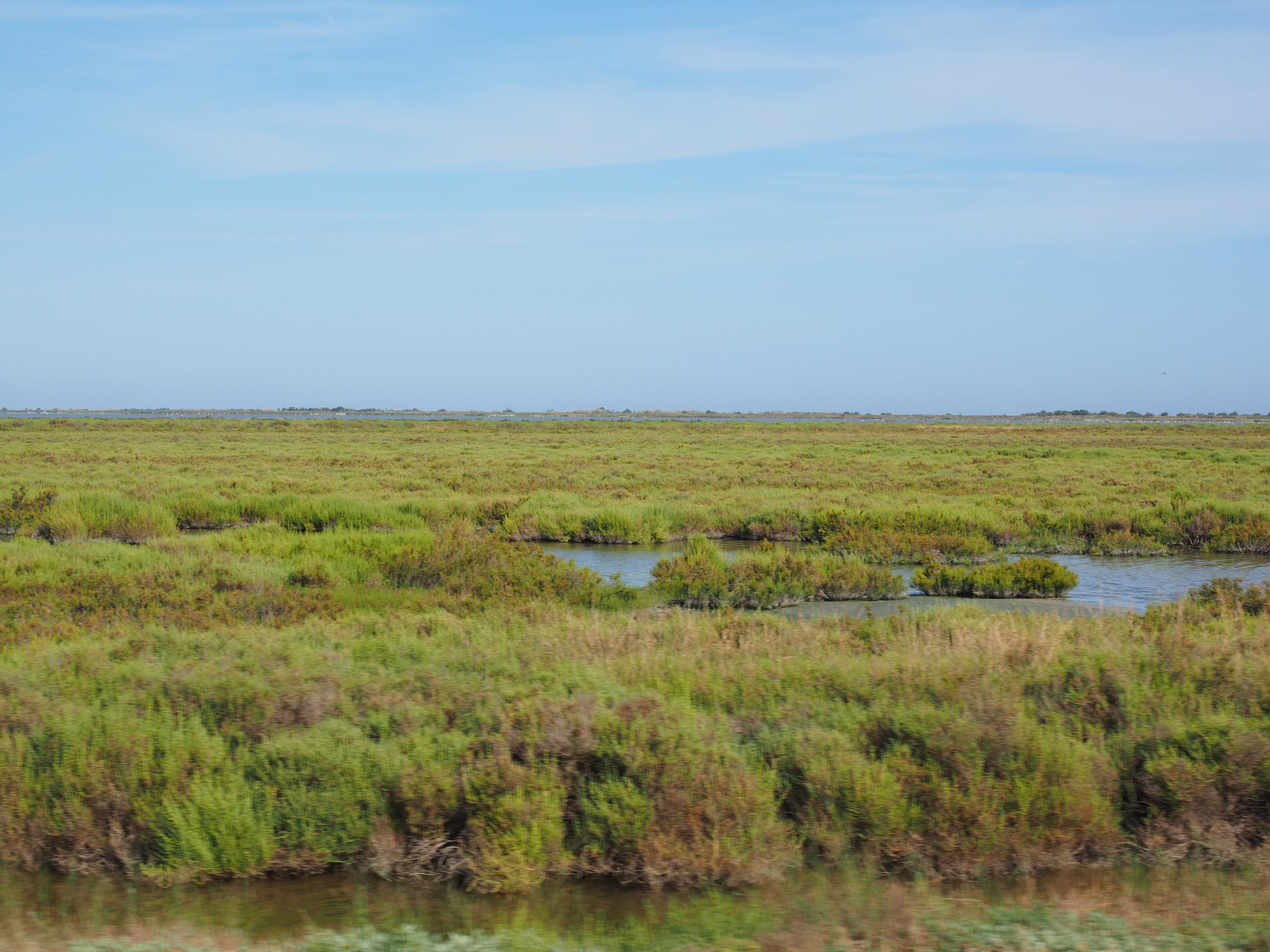 environment, sky, non-urban scene, 4K, wetland, animal themes, bogs, green color, animal, lakes, france, beauty in nature, swamp, day, no people, marsh, HD Wallpaper