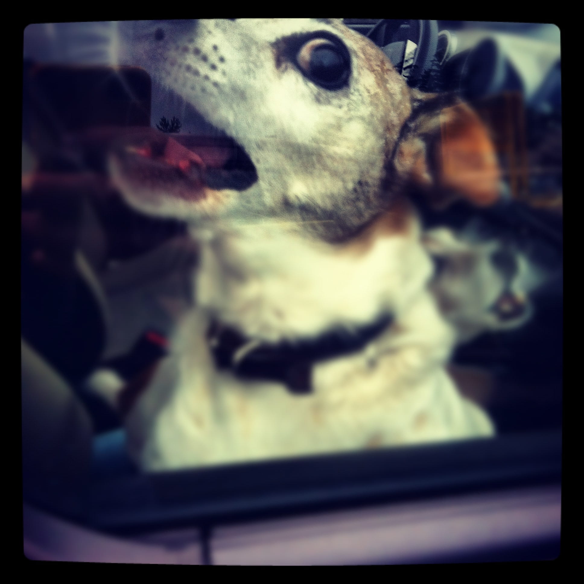 transfer print, mammal, animal head, car, focus on foreground, domestic, animal, auto post production filter, day, animal nose, canine, domestic animals, Phone HD Wallpaper