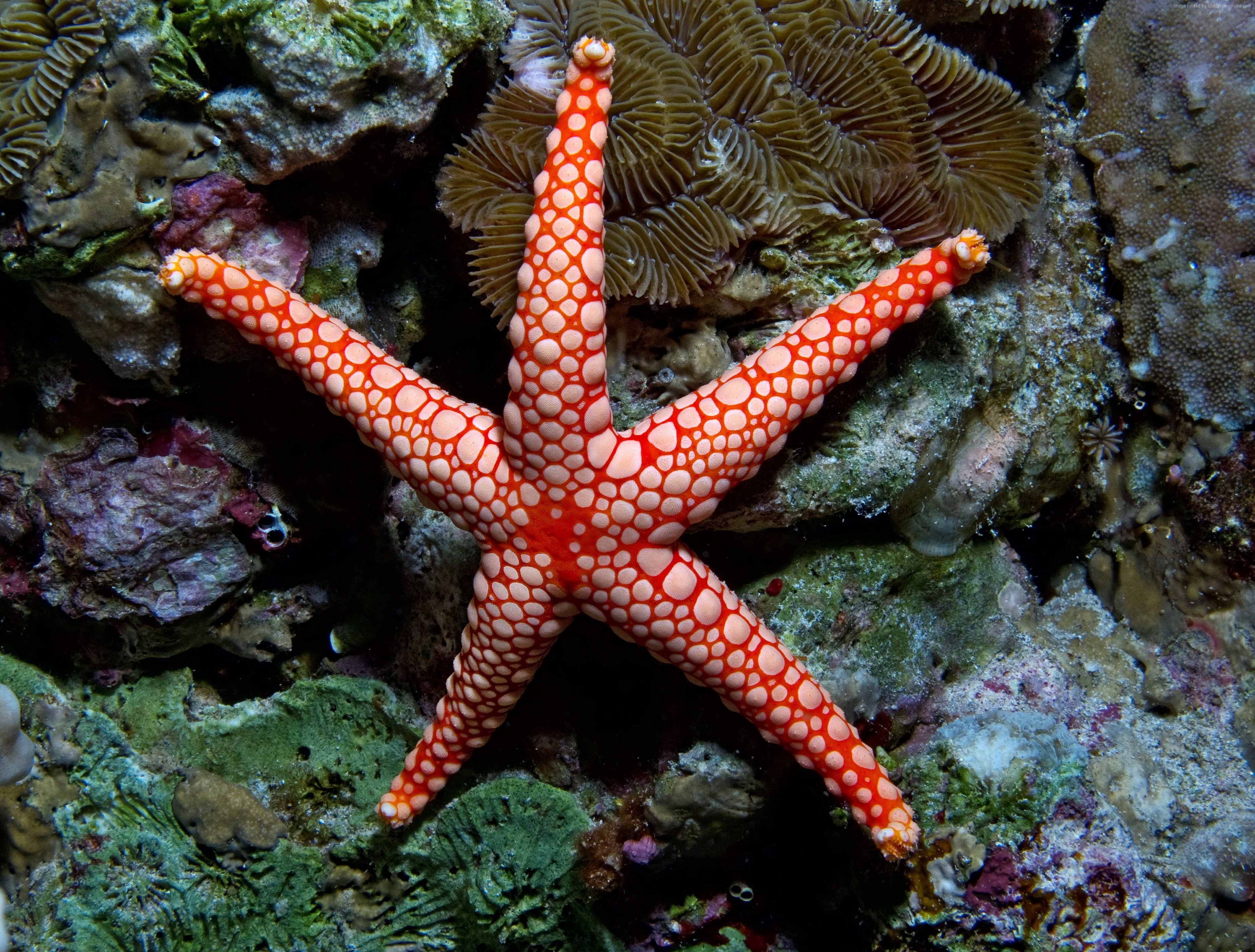 sea star, ocean, red, water, diving, Fromia monilis, Pacific, starfish, sea, Indonesia, underwater, 2K, tourism, Indian, Worlds best diving sites, HD Wallpaper