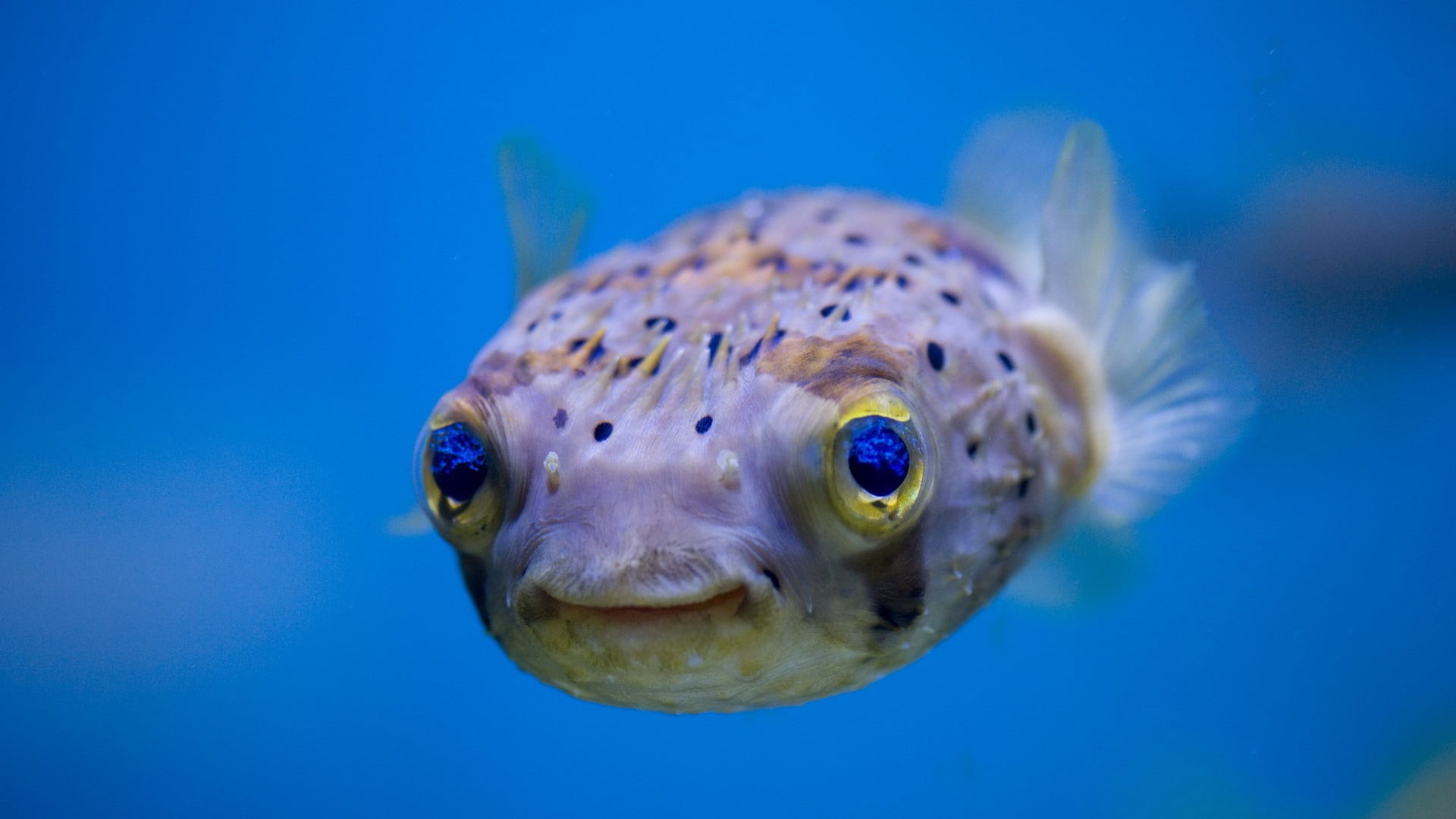 blowfish, one animal, close-up, underwater, blue background, animal, blobfish, animals in the wild, no people, water, undersea, swimming, tropical fish, HD Wallpaper