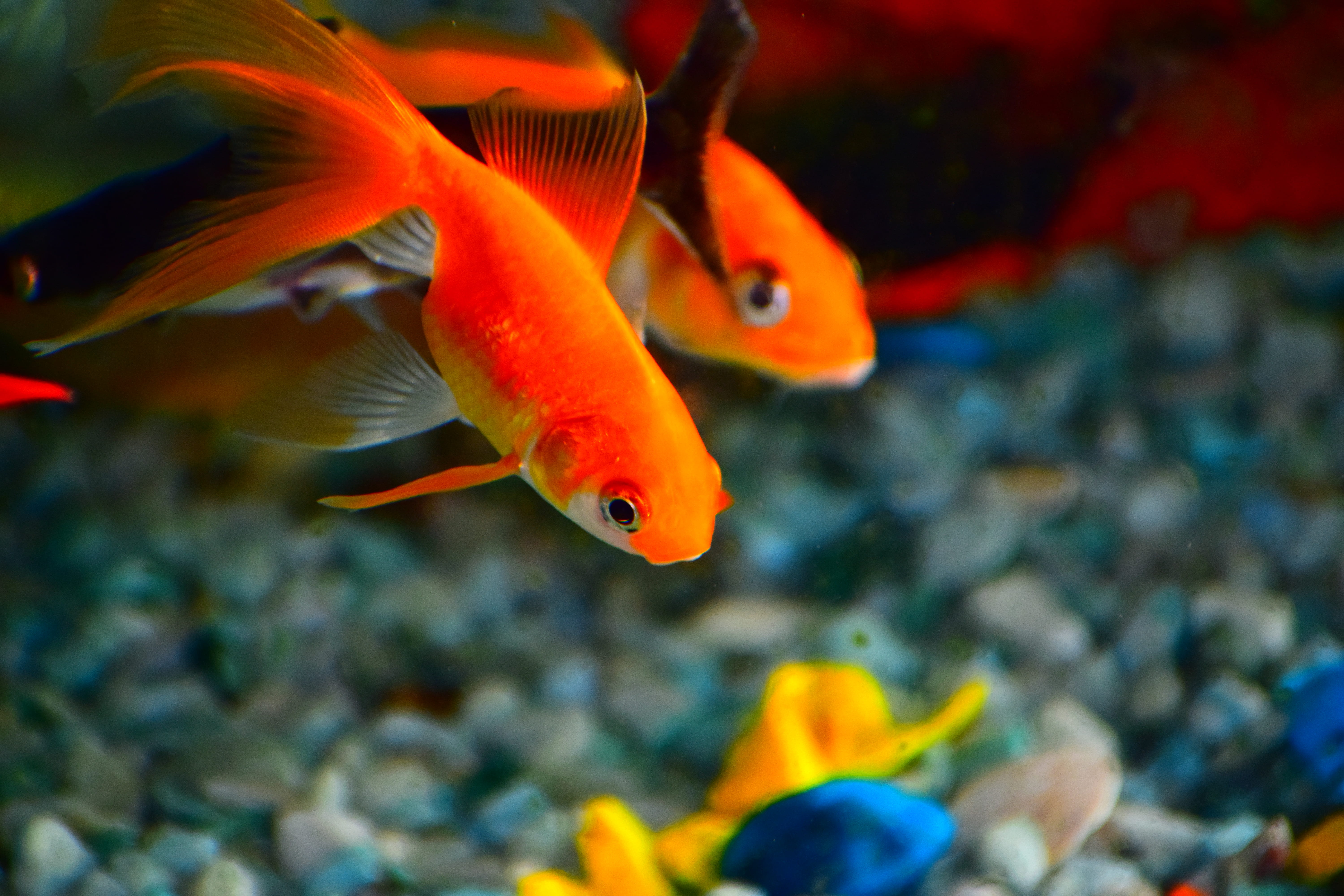 water, orange, sea, golden, tank, animals in captivity, pets, swimming, underwater, body, goldfish, vertebrate, animal themes, group of animals, no people, HD Wallpaper