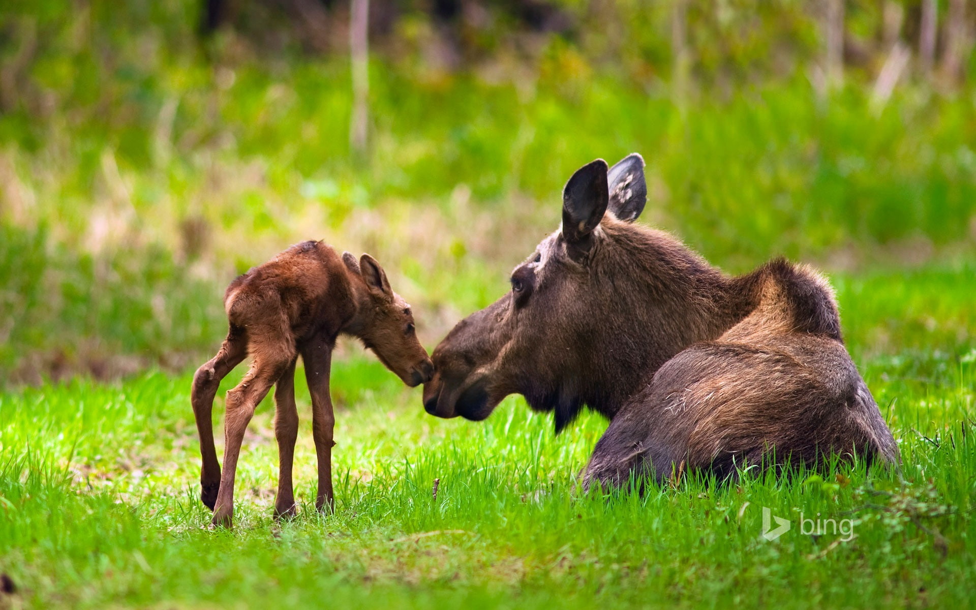  vertebrate, nature, group of animals, animal, brown, moose, young animal, aggression, outdoors, animals in the wild, side view, bing, two animals, HD Wallpaper