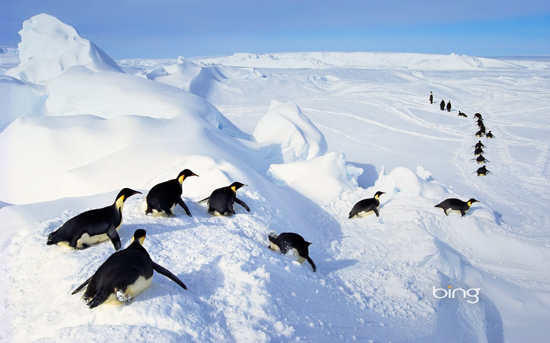 outdoors, snow, day, bing, 1080P, scenics - nature, animal, winter, environment, mountain, cold temperature, animal wildlife, animals in the wild, group of animals, HD Wallpaper