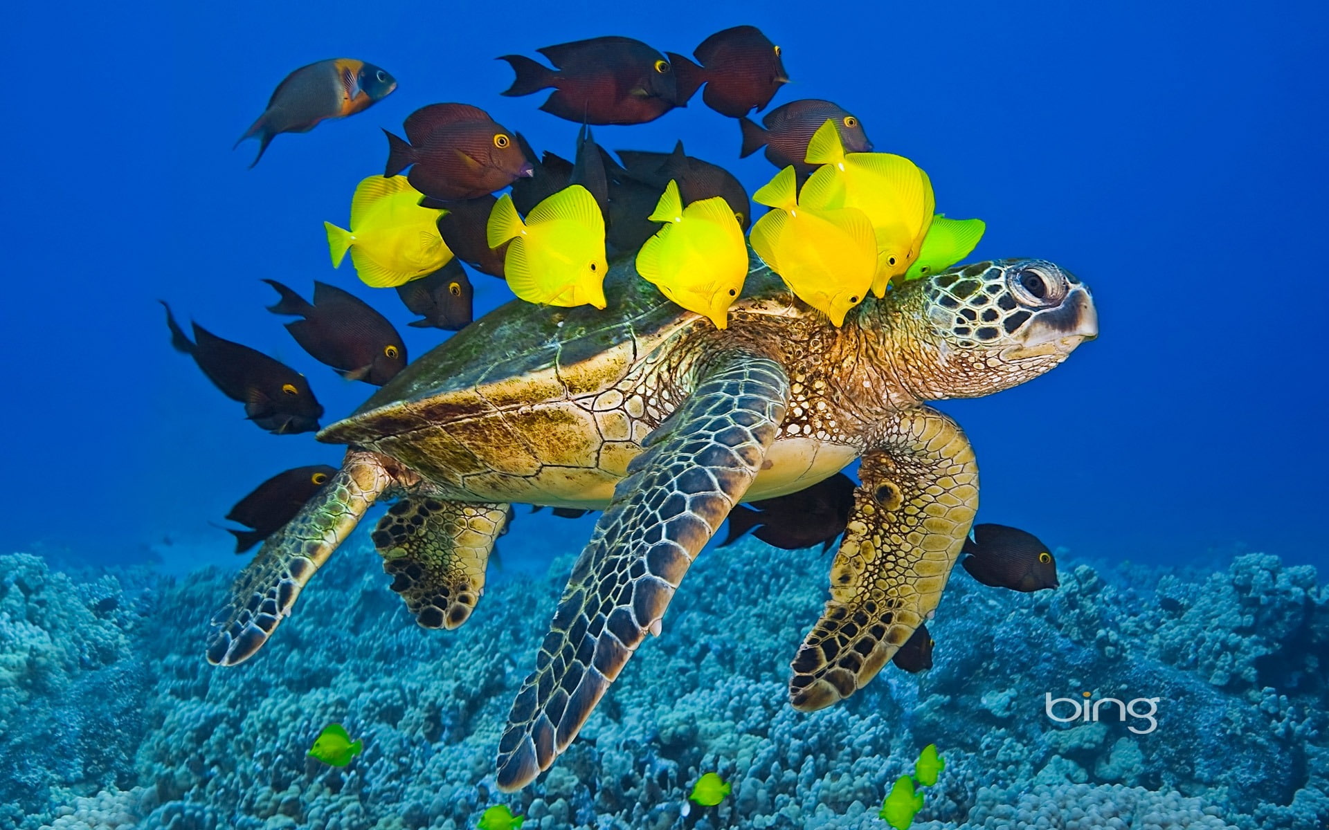 yellow, sea, turtle, brown, 1080P, june, school, angelfish, bing, black, HD Wallpaper