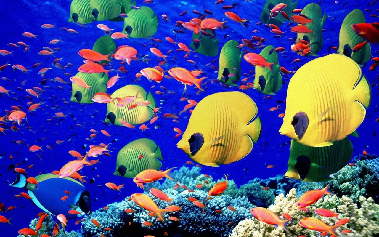 art, x, FISH, sea, animals, deep, 720P, underwater, hd, blue, HD Wallpaper