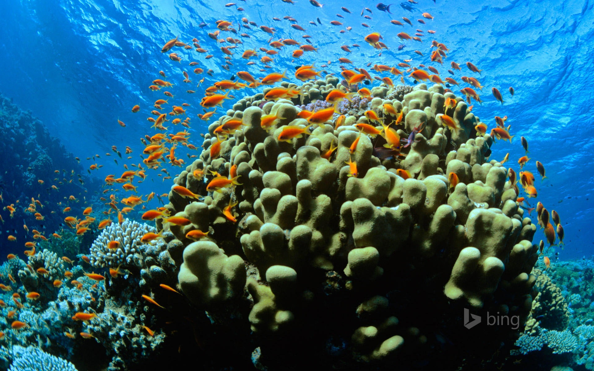  november, underwater, ecosystem, group of animals, school, coral, animals in the wild, water, large group of animals, animal wildlife, marine, HD Wallpaper