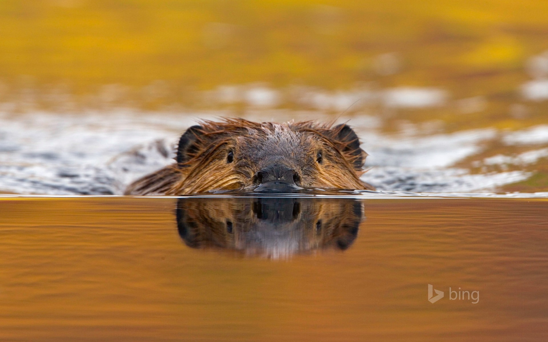 vertebrate, 1080P, swimming, portrait, animal body part, animal wildlife, theme, water, snow, selective focus, bing, no people, animals in the wild, HD Wallpaper