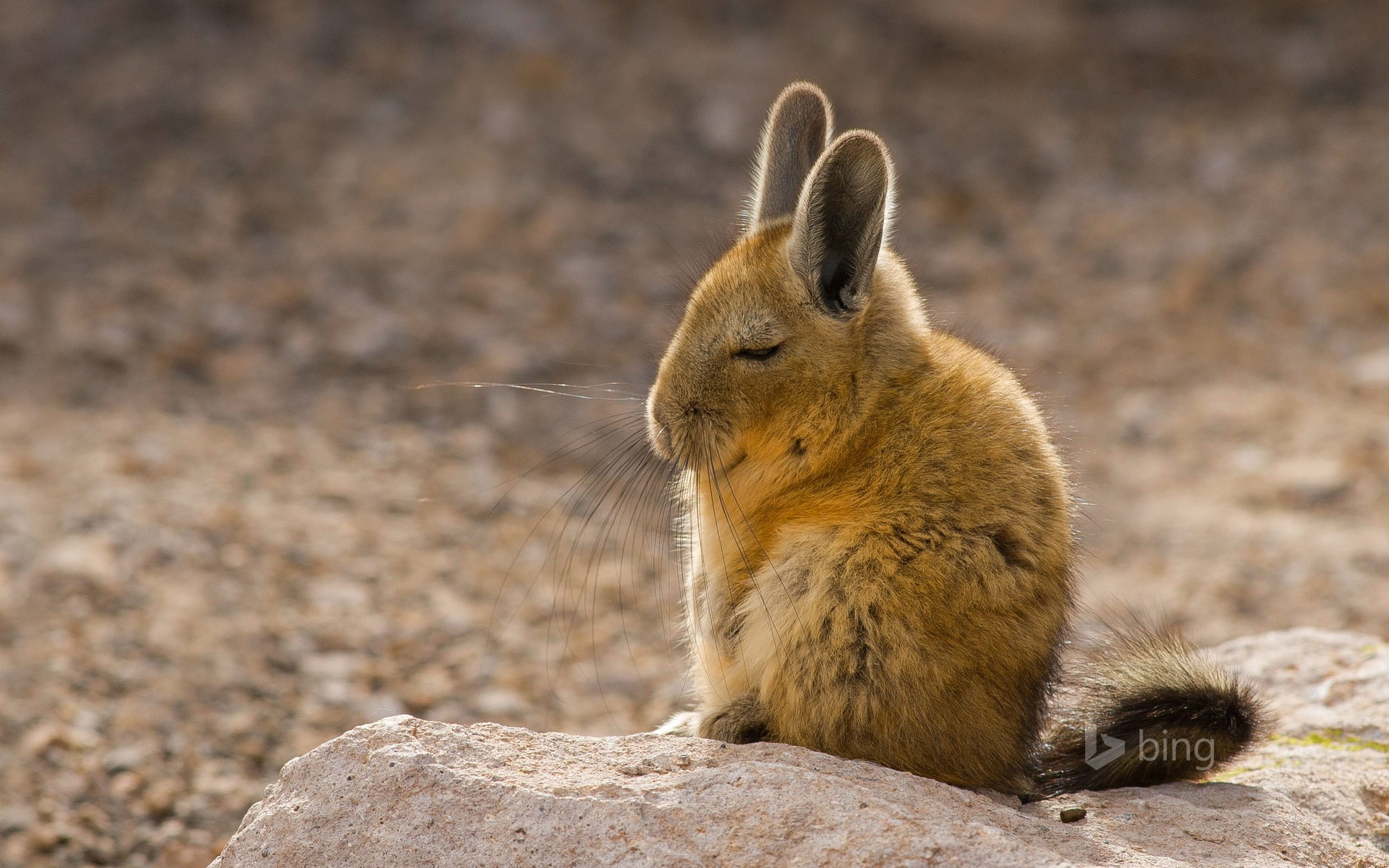rabbits, mammal, animals in the wild, solid, whisker, rock - object, day, outdoors, no people, vertebrate, theme, 1080P, nature, rodent, silence, rabbit, HD Wallpaper