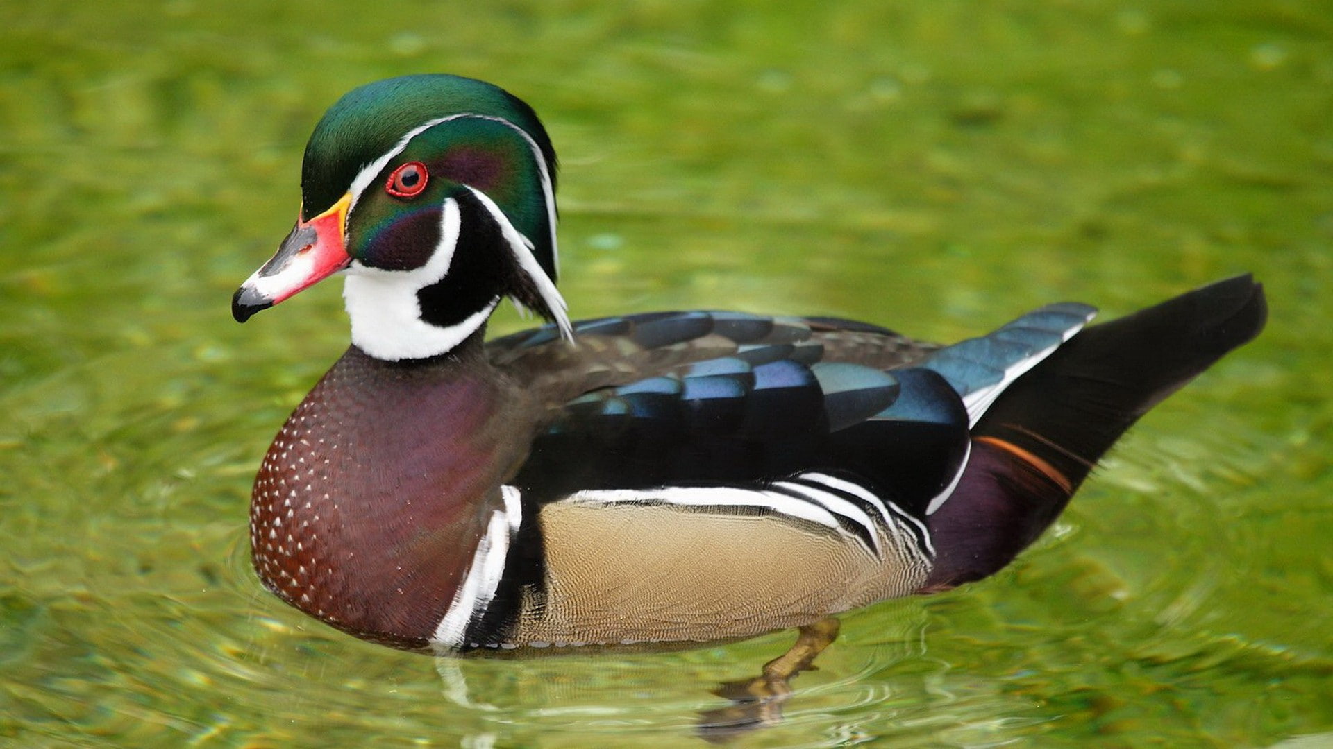 animal, vertebrate, animal themes, outdoors, lake, male animal, birds, animals in the wild, mandarin duck, Wood Duck, 1080P, multi colored, nature, day, HD Wallpaper